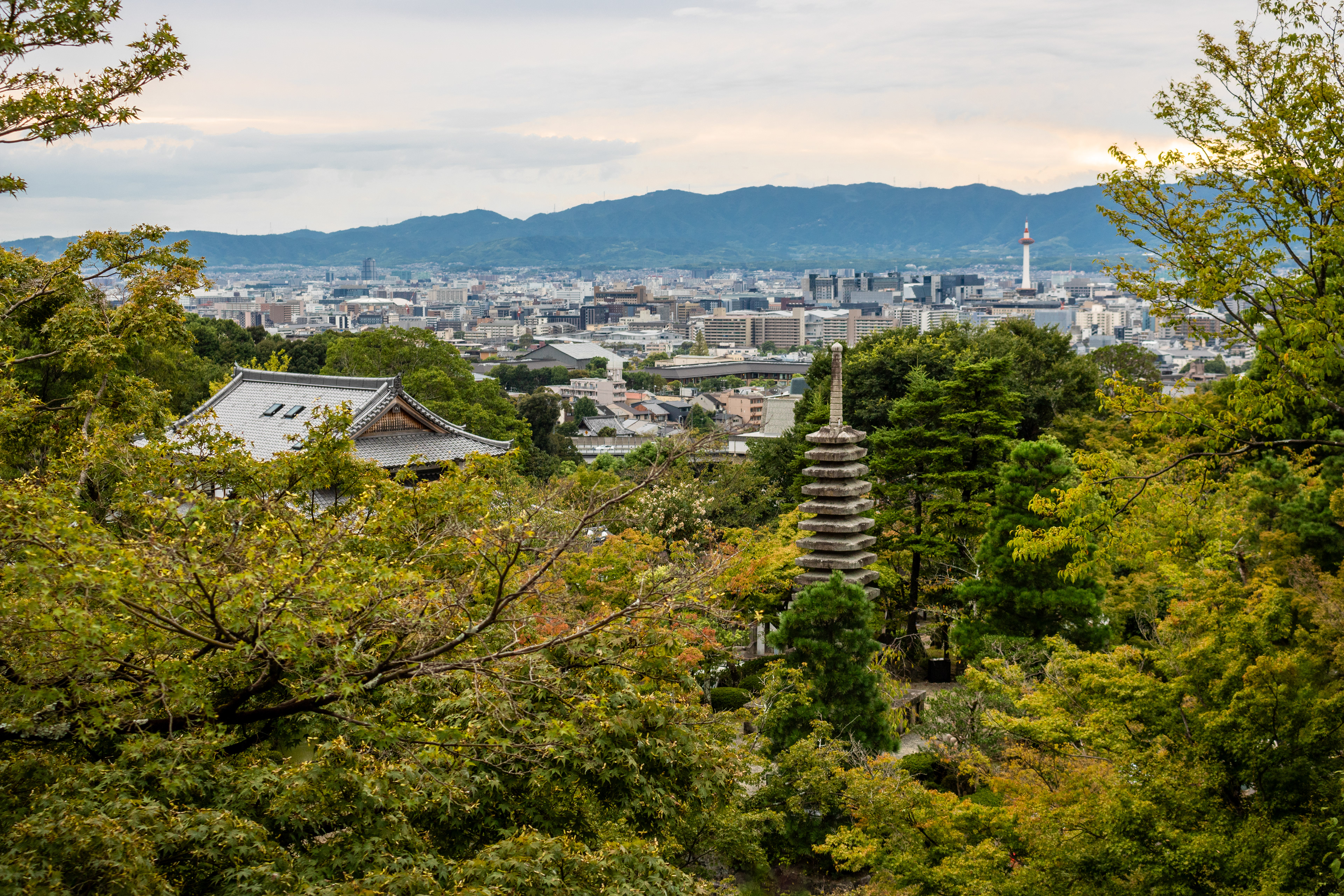 Trees to Tower | (Kyoto, Japan)