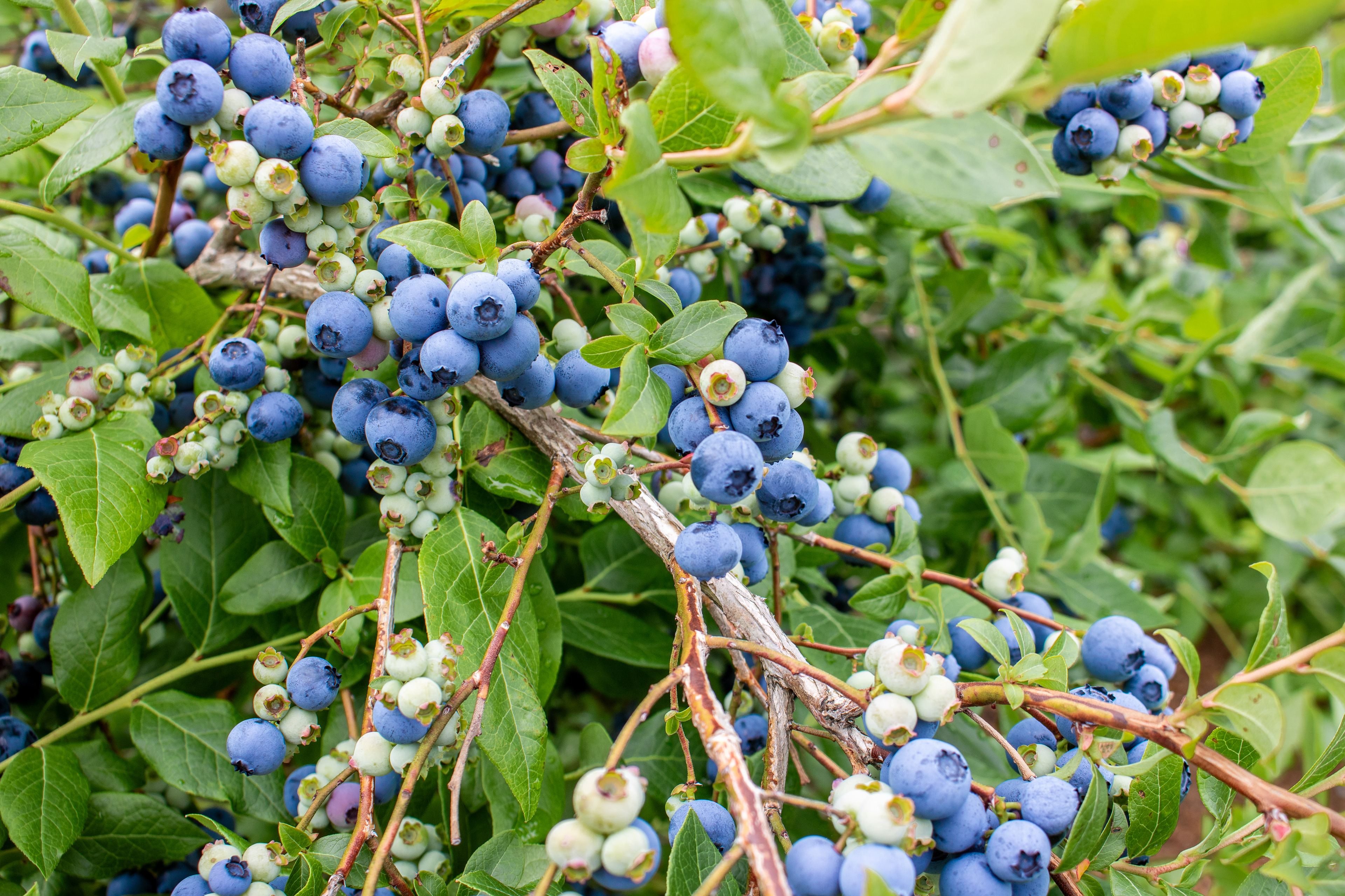 Blueberry Bush