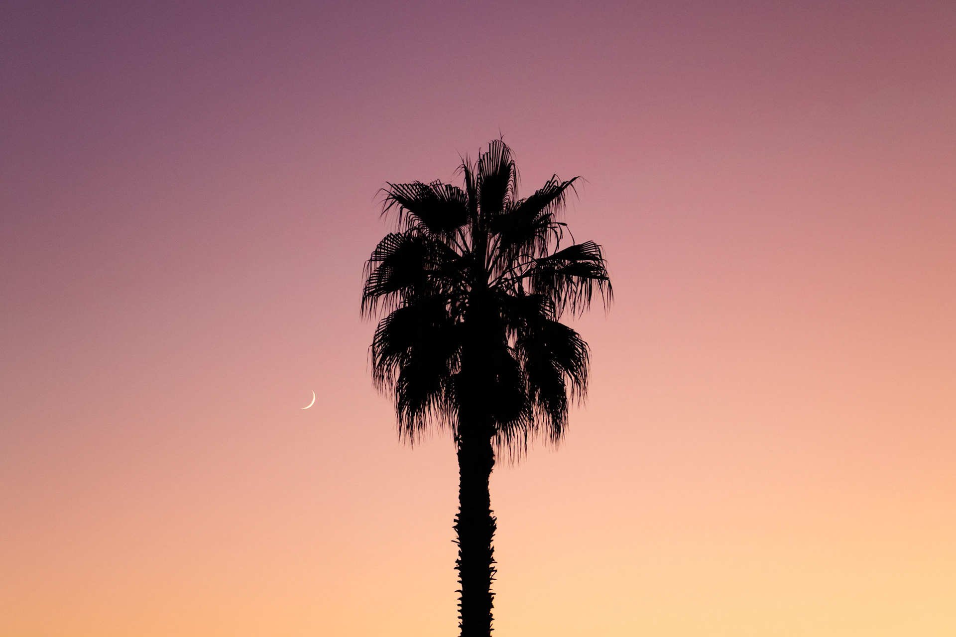 Goodnight Palm