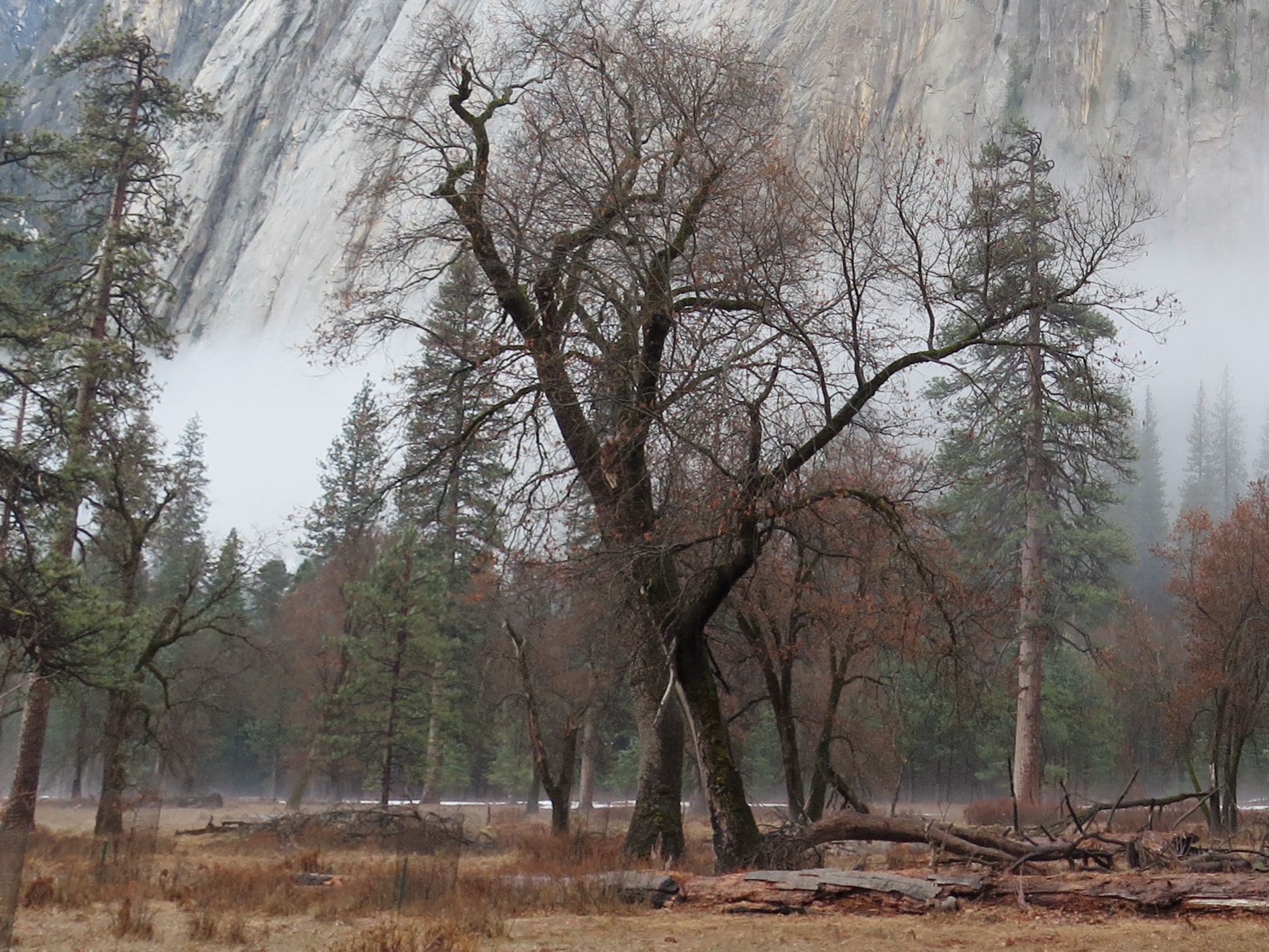 Gust | (Yosemite, USA)