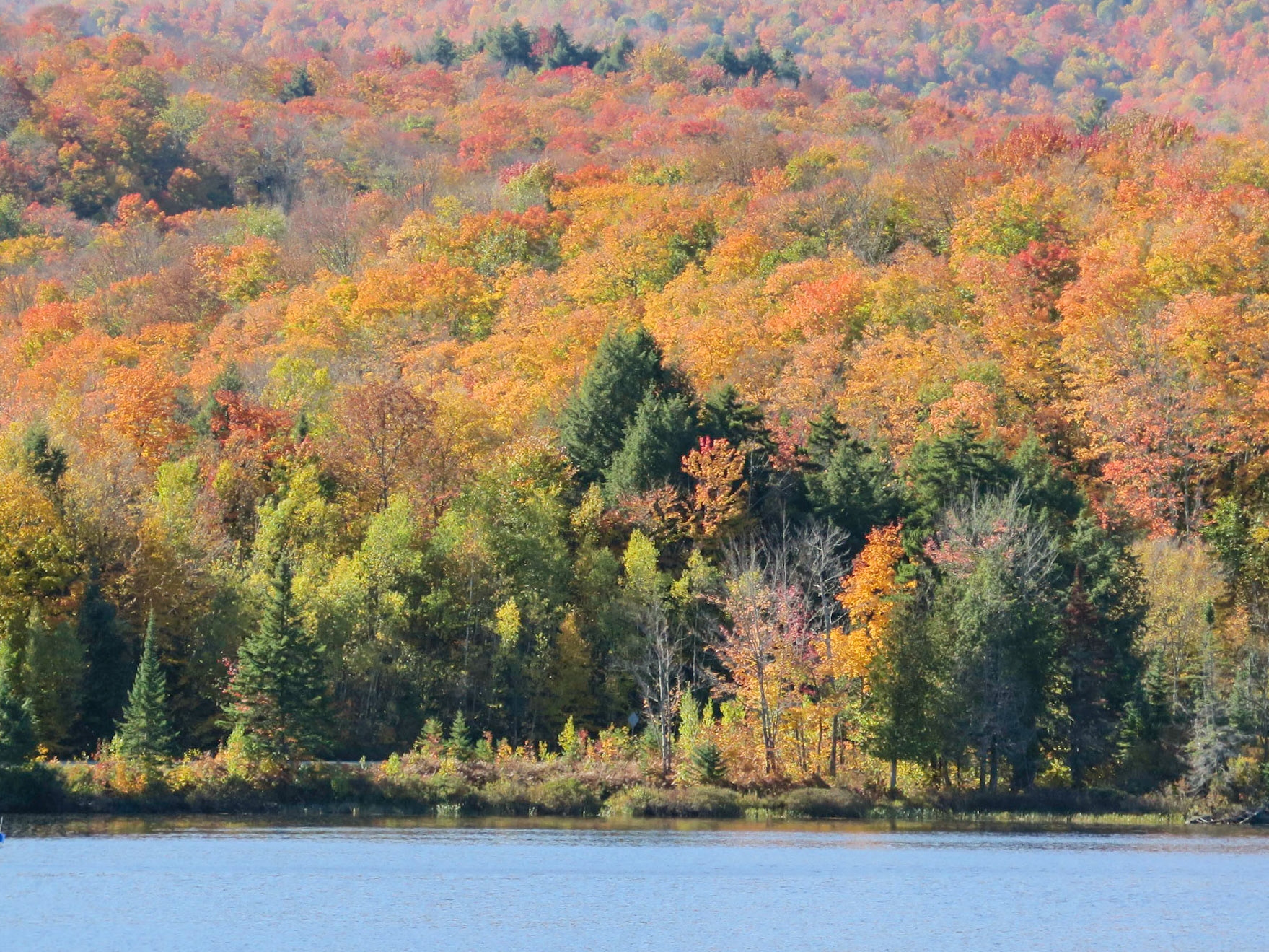 Green and Gold | (Parc National du Mont-Orford)