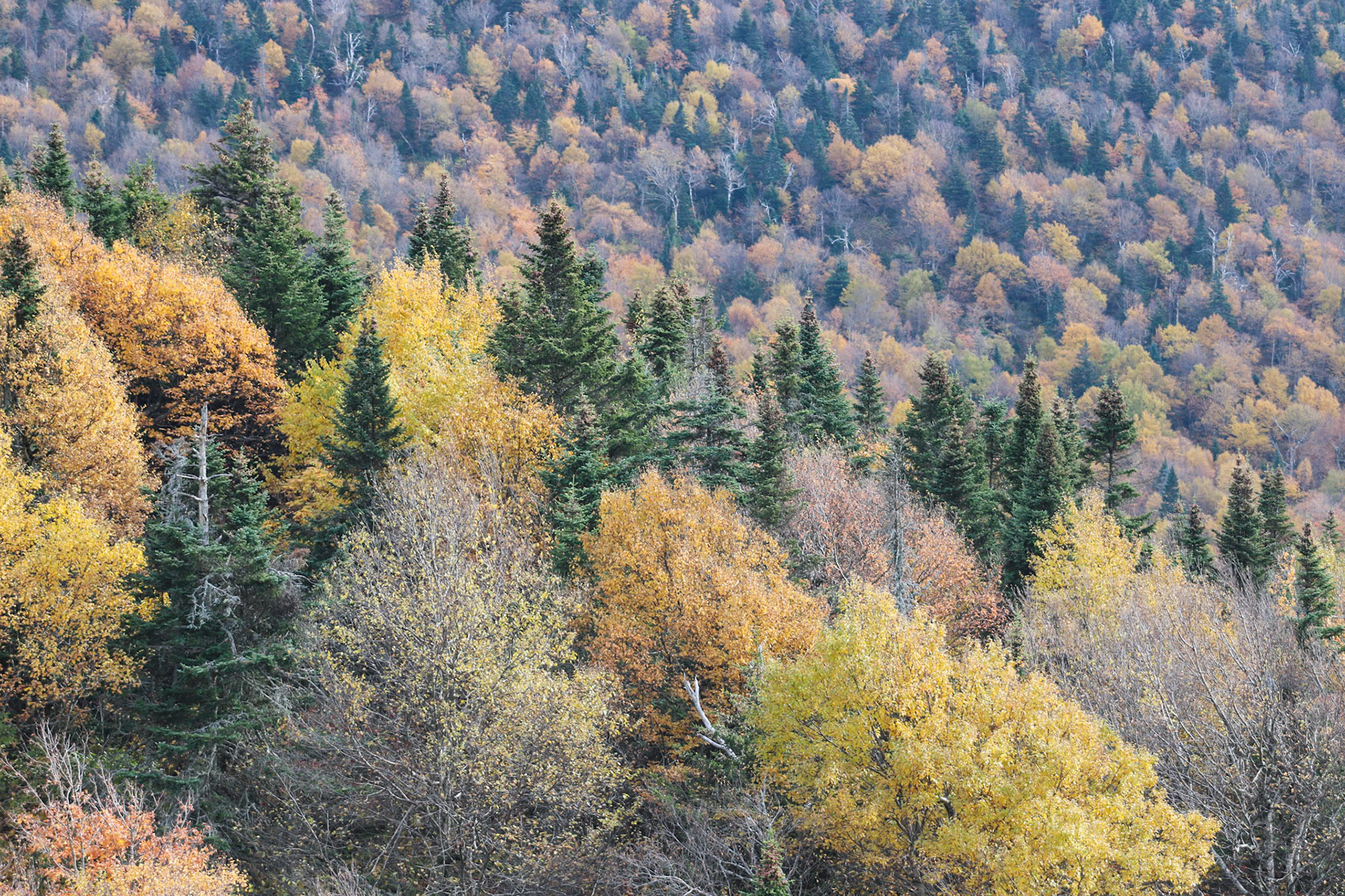 Plethora of Plants | (Parc d'Environnement Naturel de Sutton)