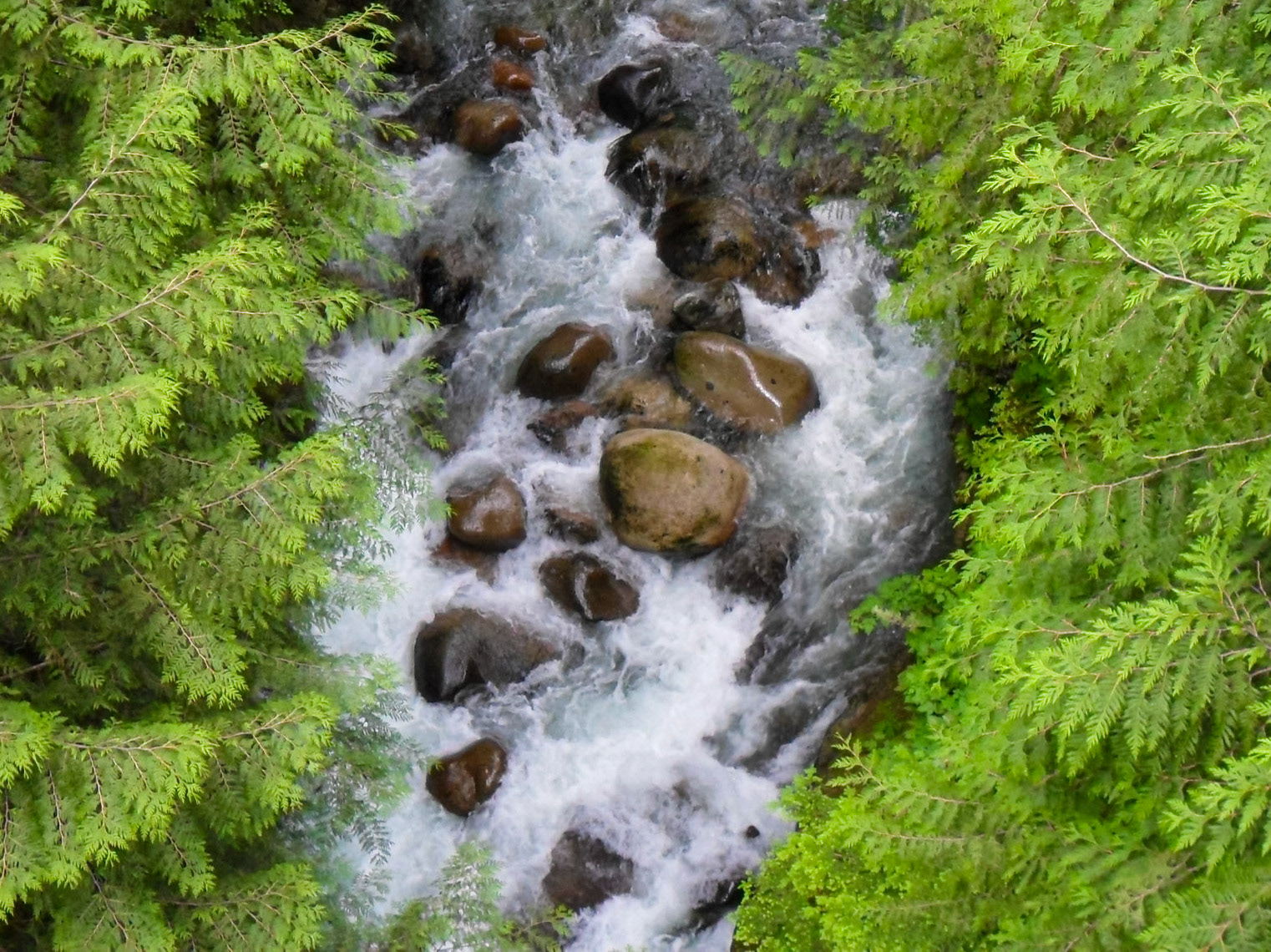 Green Sandwich | (Lynn Canyon Park)