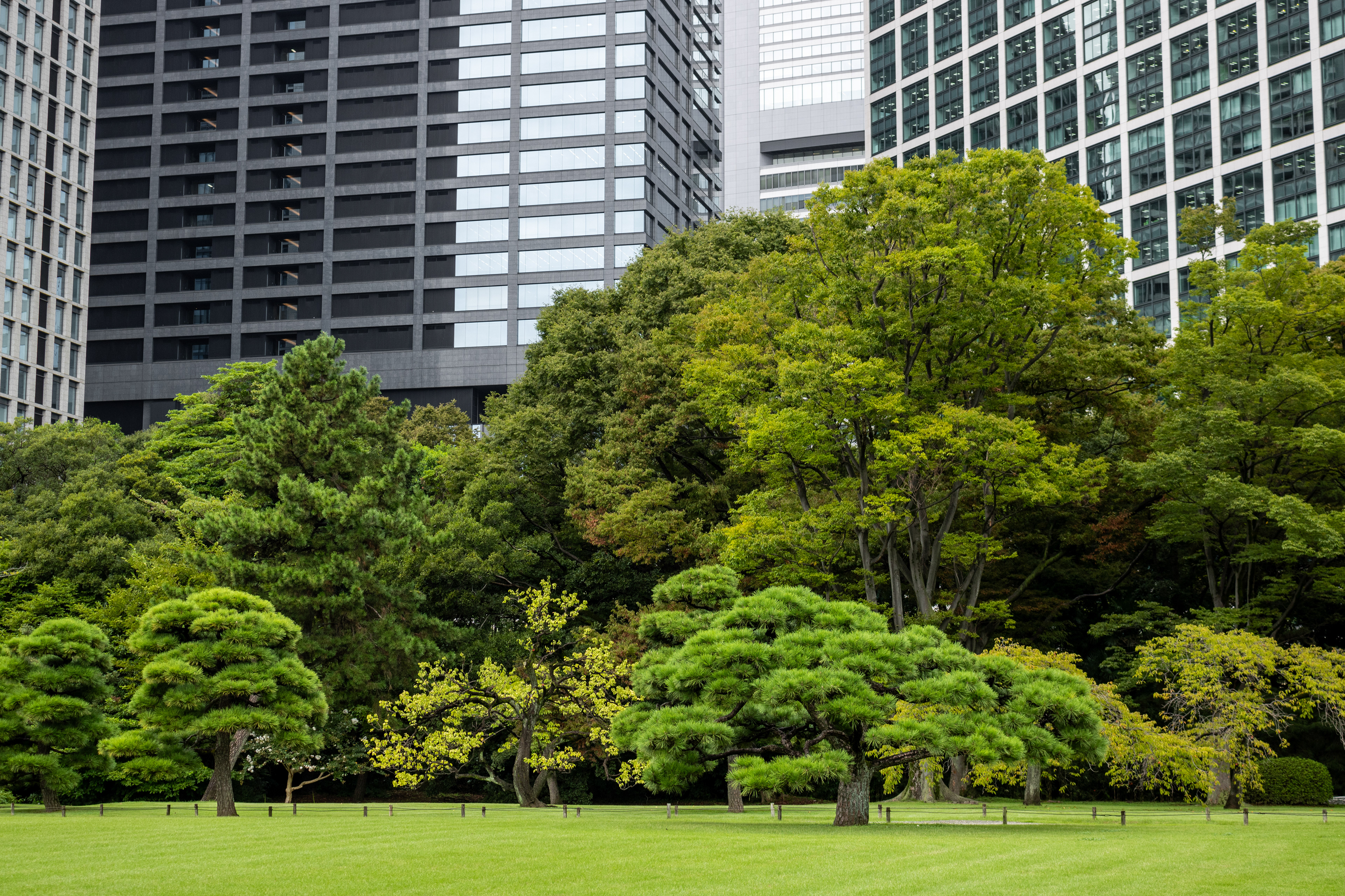 Trees and Towers | (Tokyo, Japan)