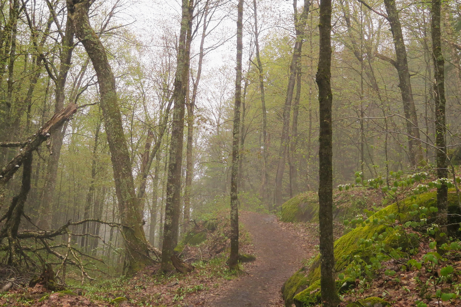 Forest Fog | (Parc National du Mont-Tremblant)