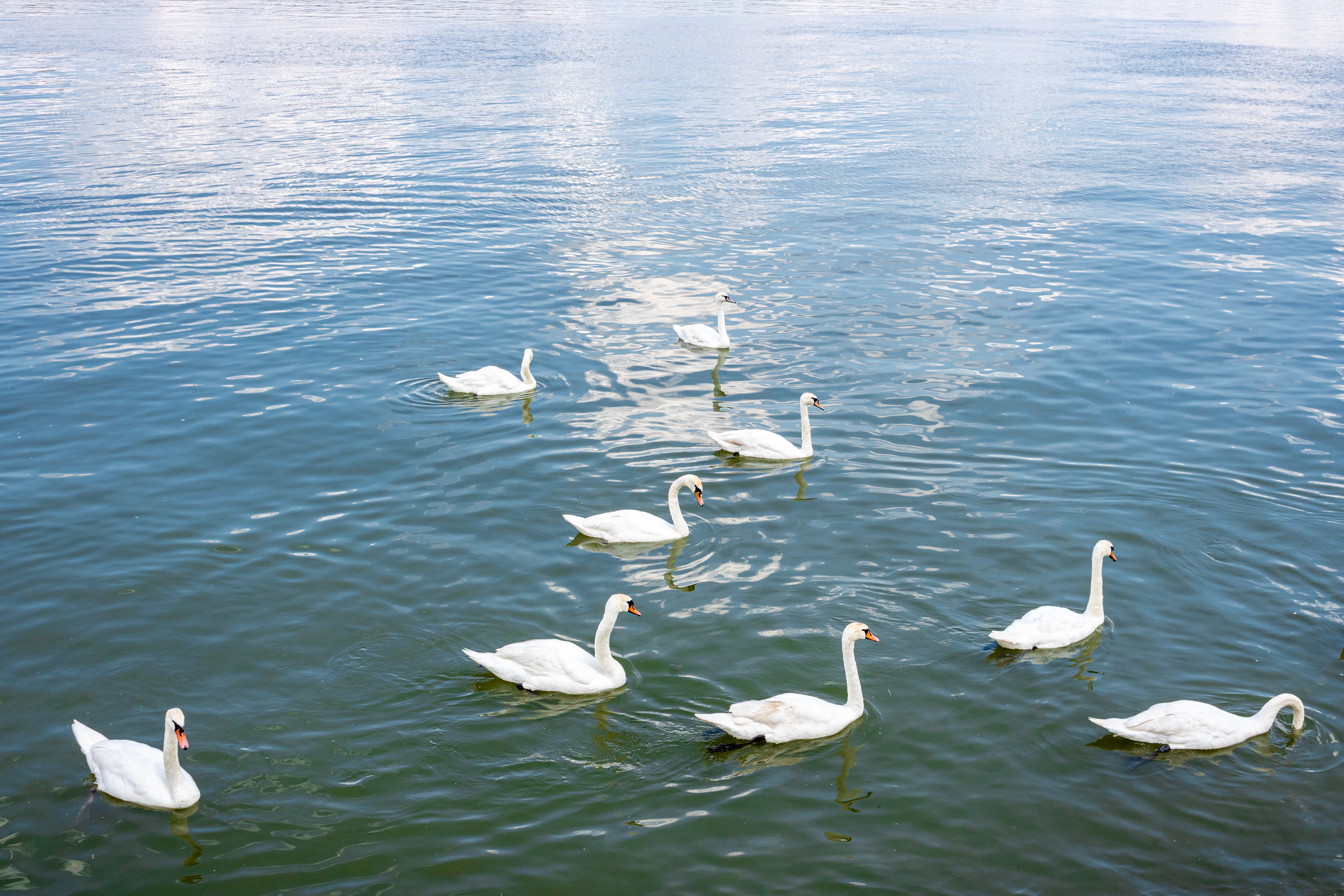 Swan Party | (Zemun)