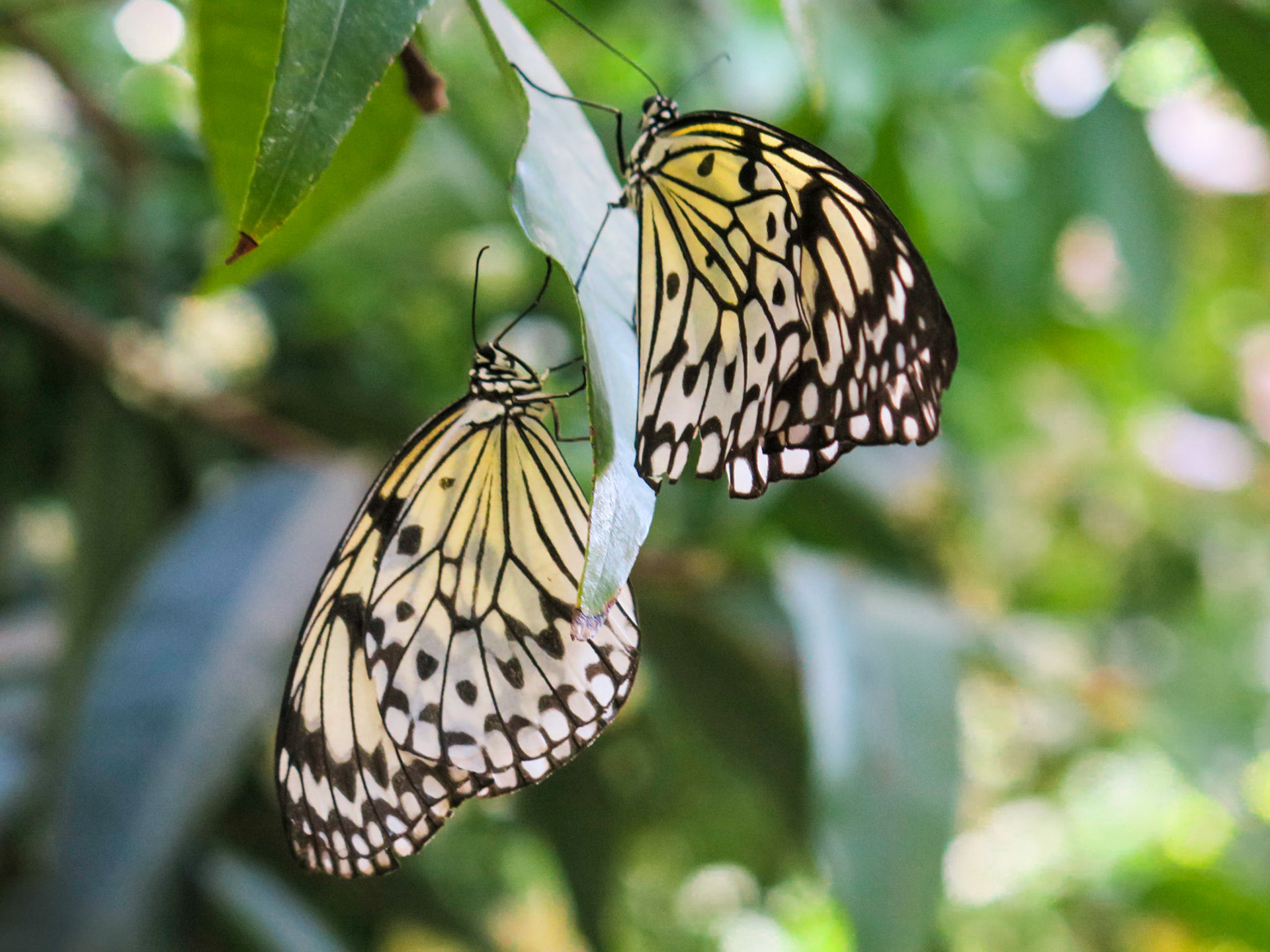 Butterfly Date | (Toronto Zoo)
