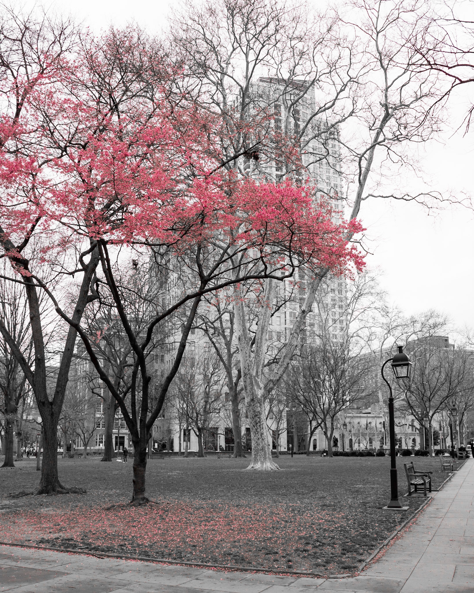 Pink Petals | (Rittenhouse Square)