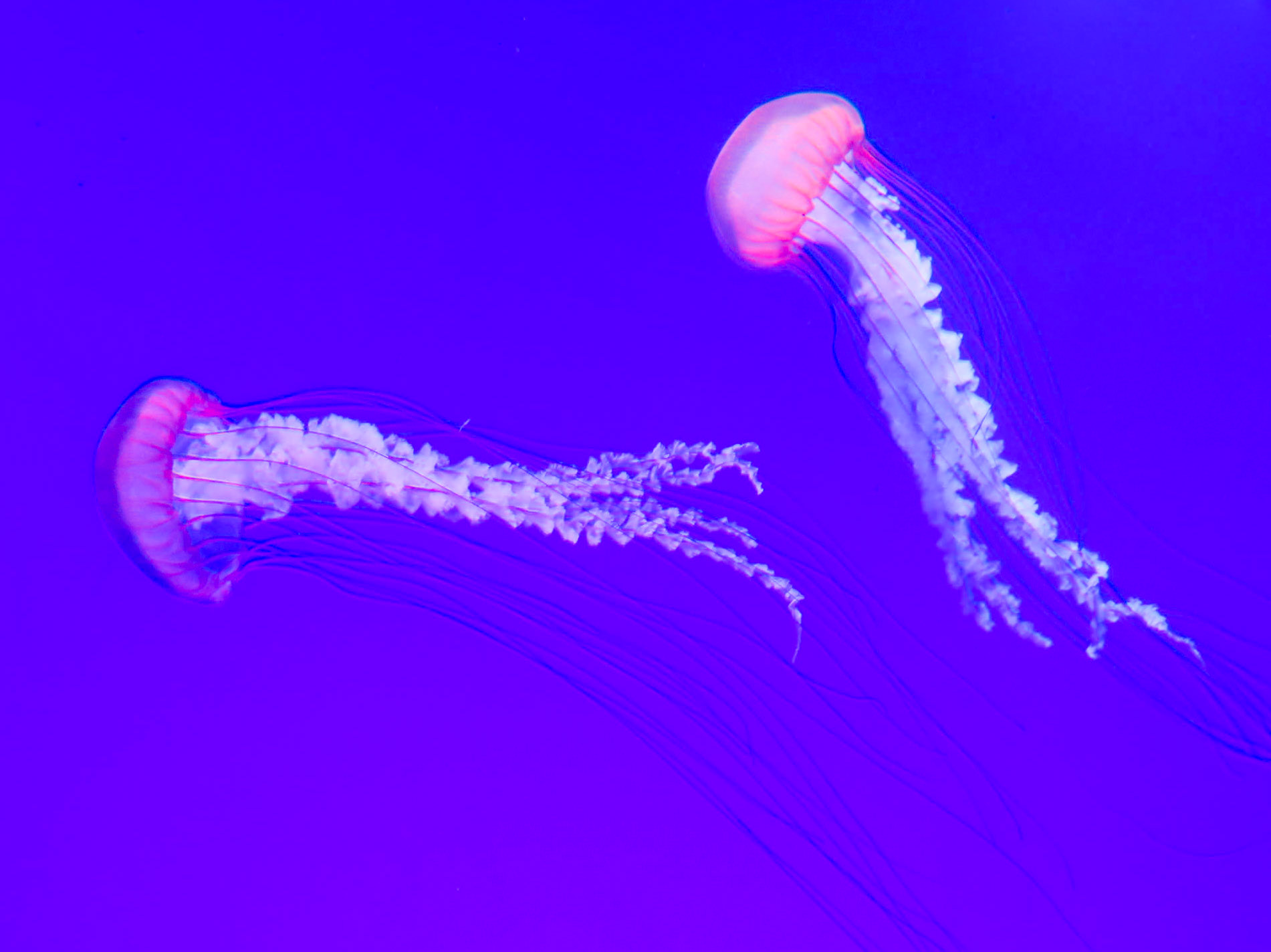 Jelly | (Ripley's Aquarium of Canada)