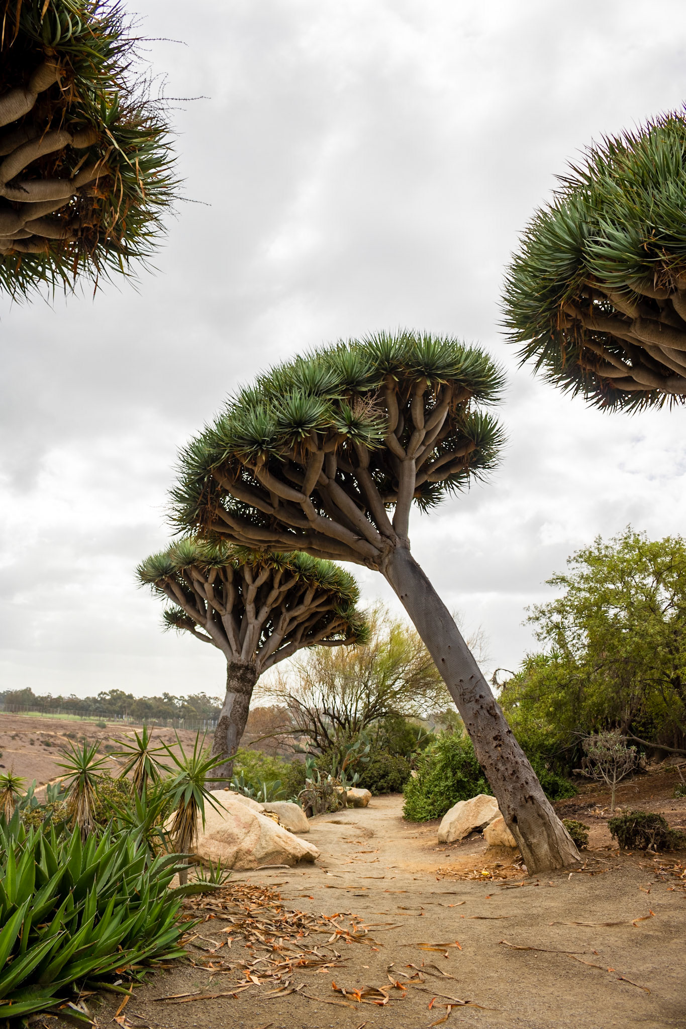 Path Protectors | (Desert Garden, Balboa Park)