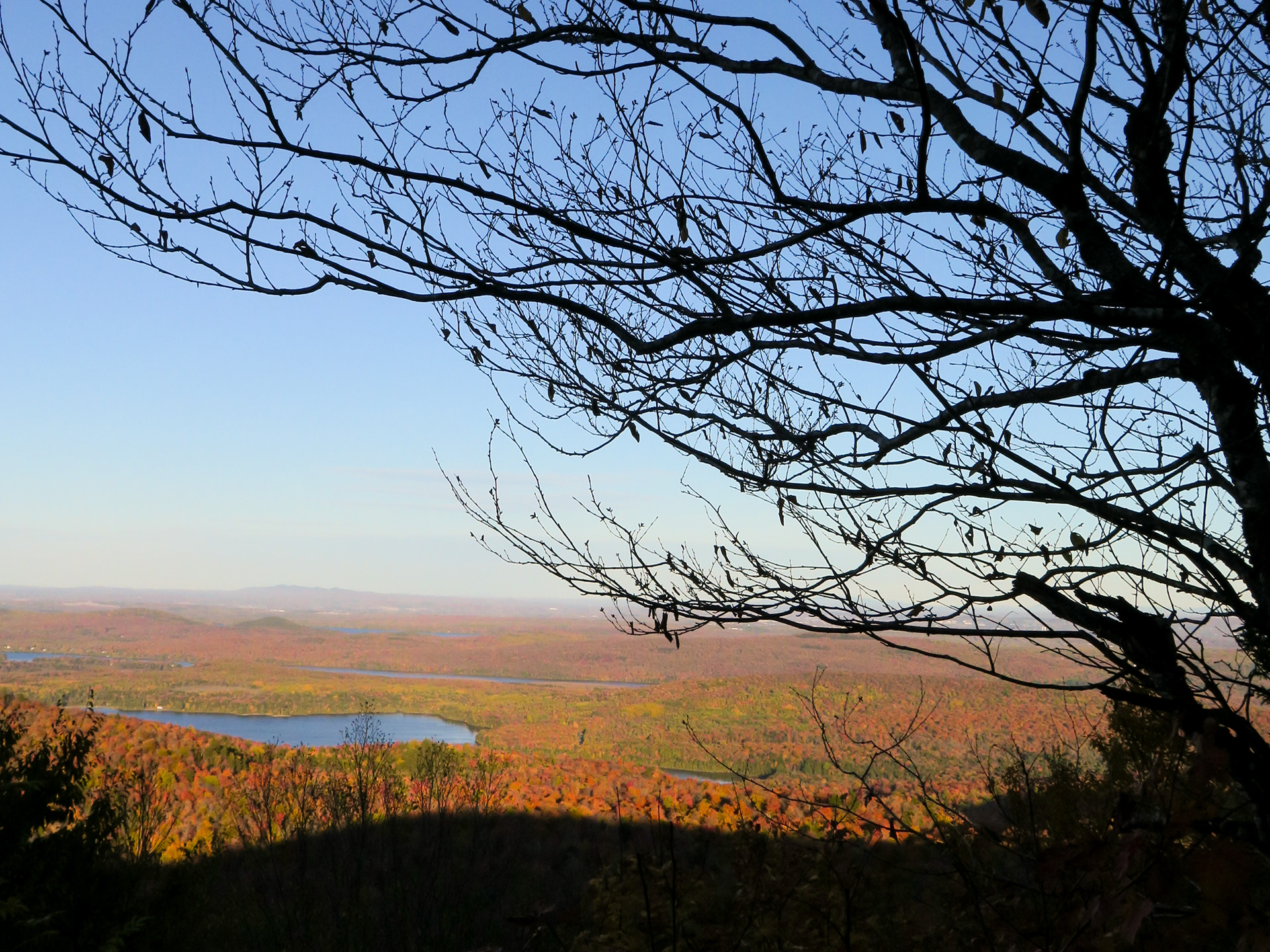 Leafless | (Orford, Canada)