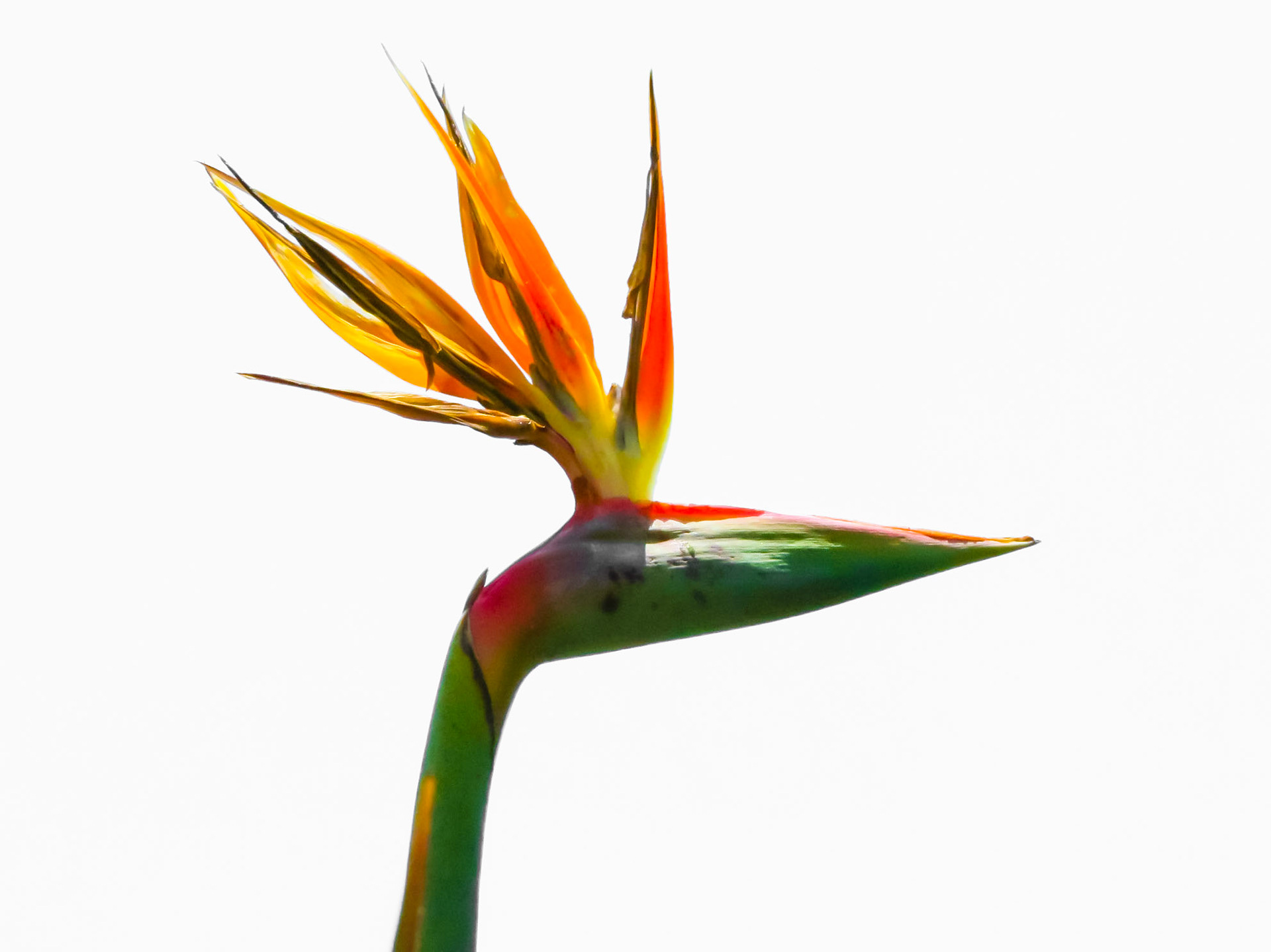 Bird of Paradise