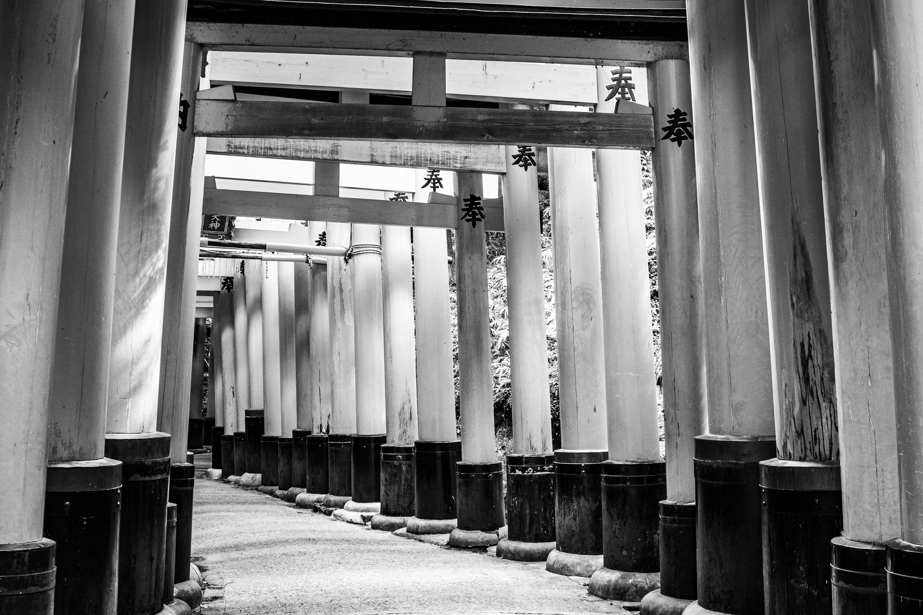 Torii Tunnel | (Kyoto, Japan)