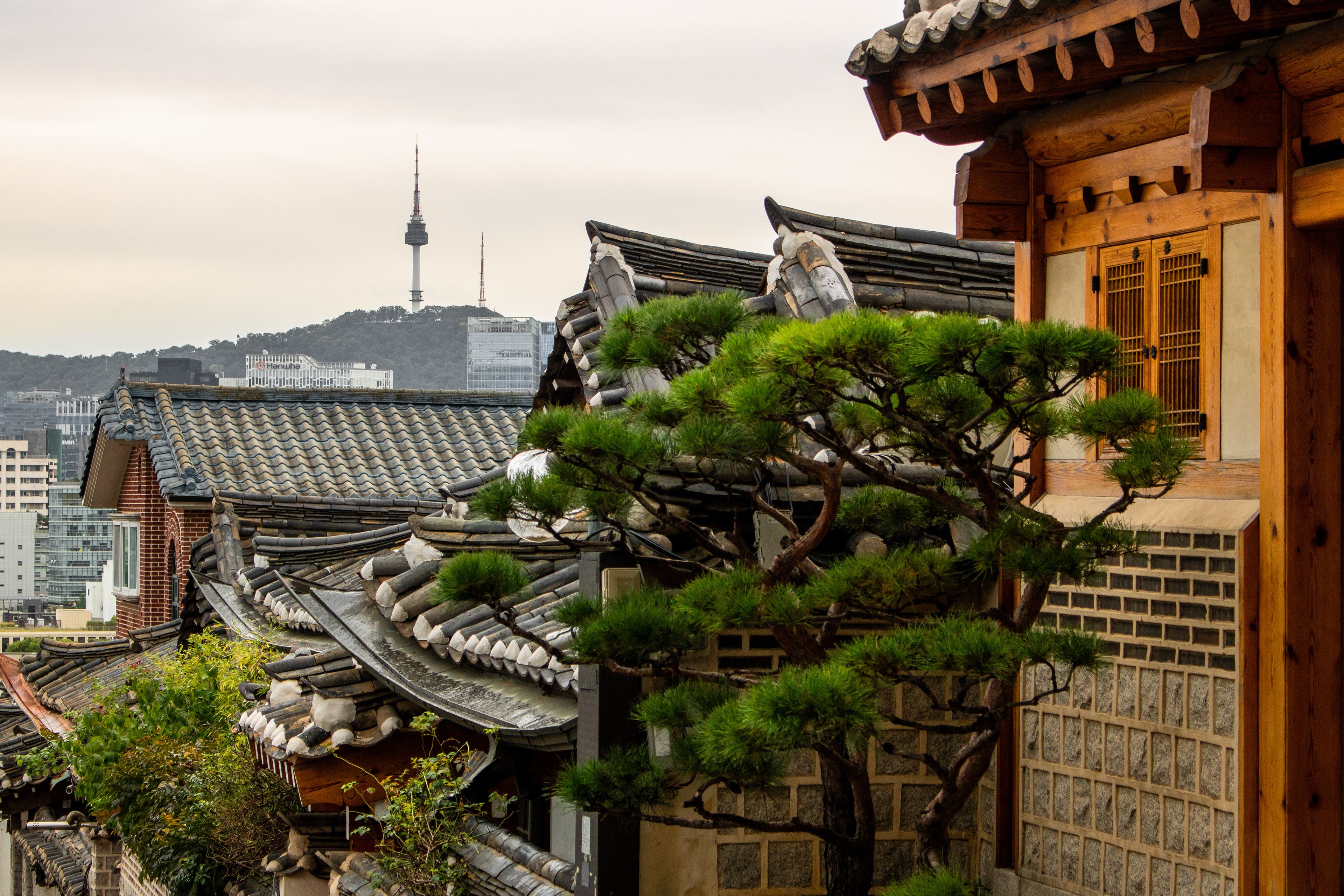 Tree to Tower | (Bukchon Hanok Village)