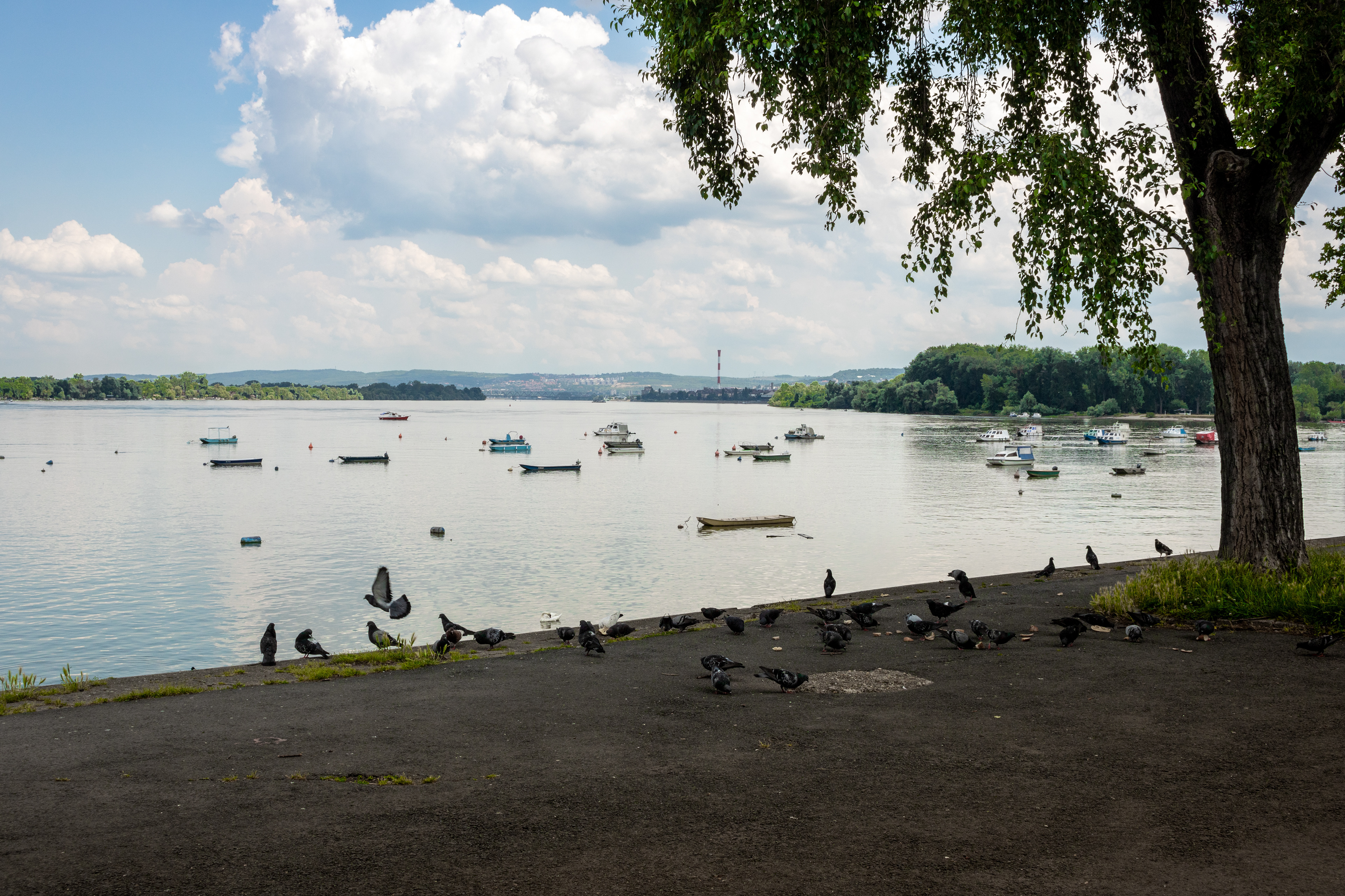 Bread Buffet | (Zemun)