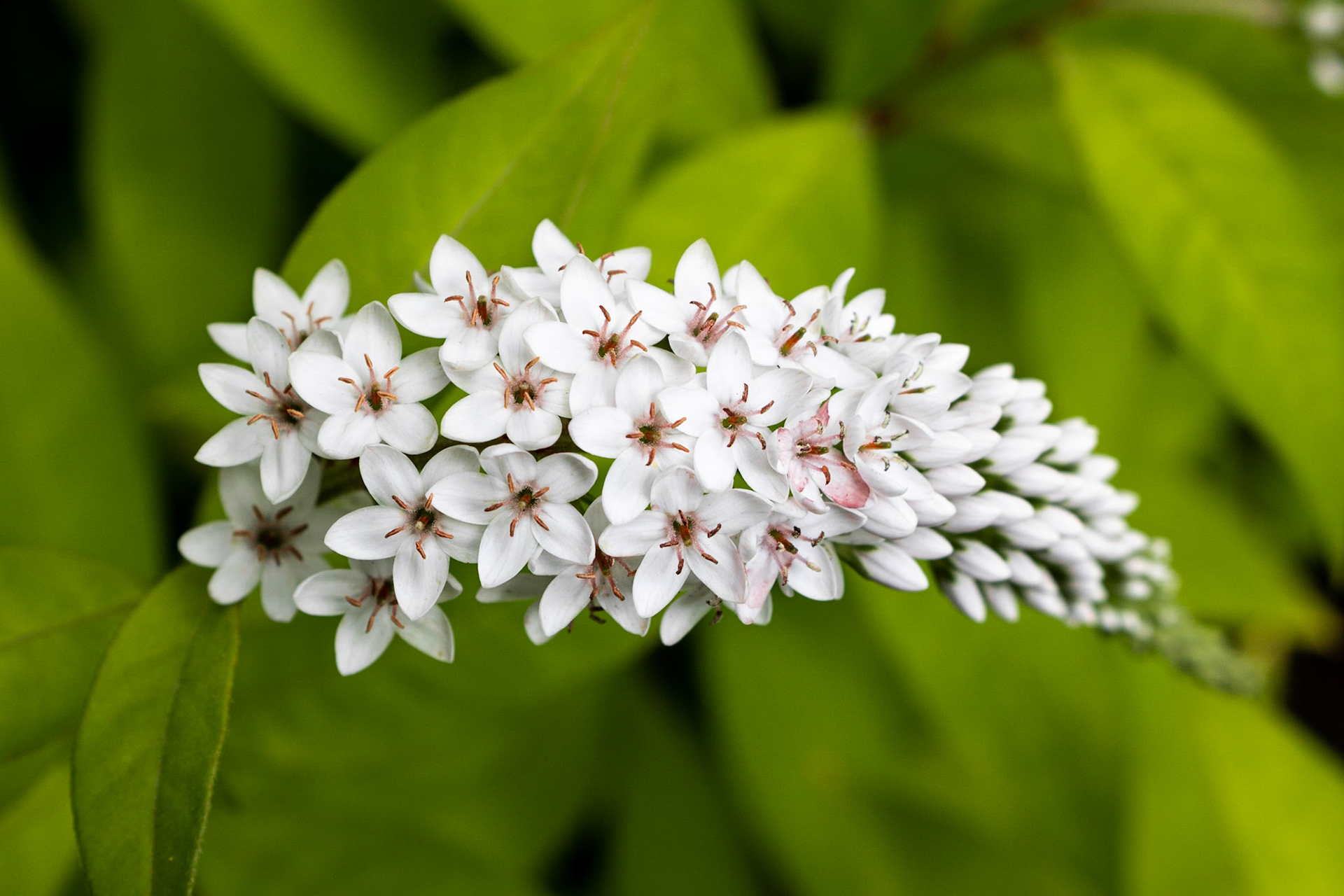 Pointed Plant | (Mont Tremblant Ski Resort)
