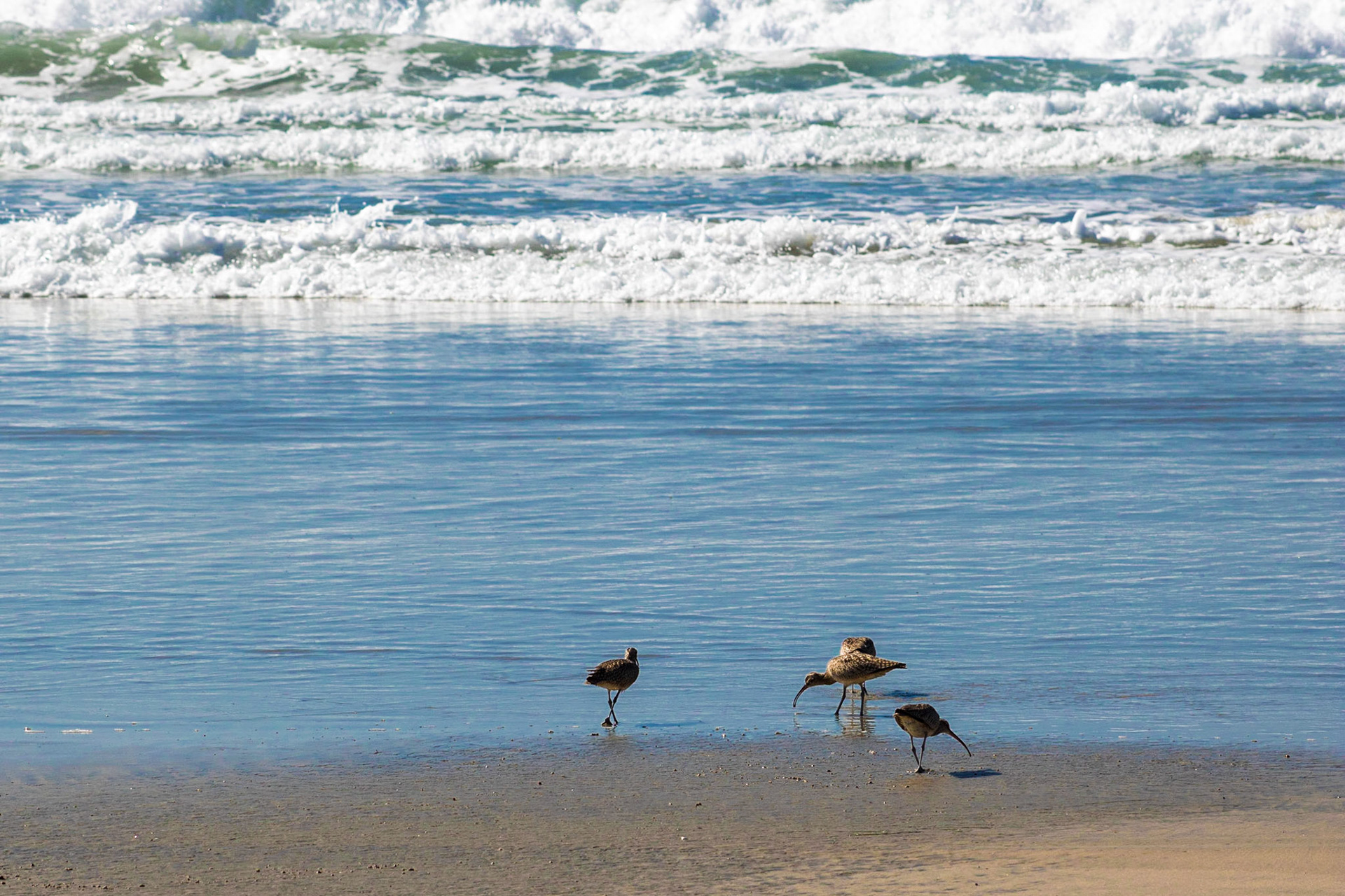 Snackers | (La Jolla)