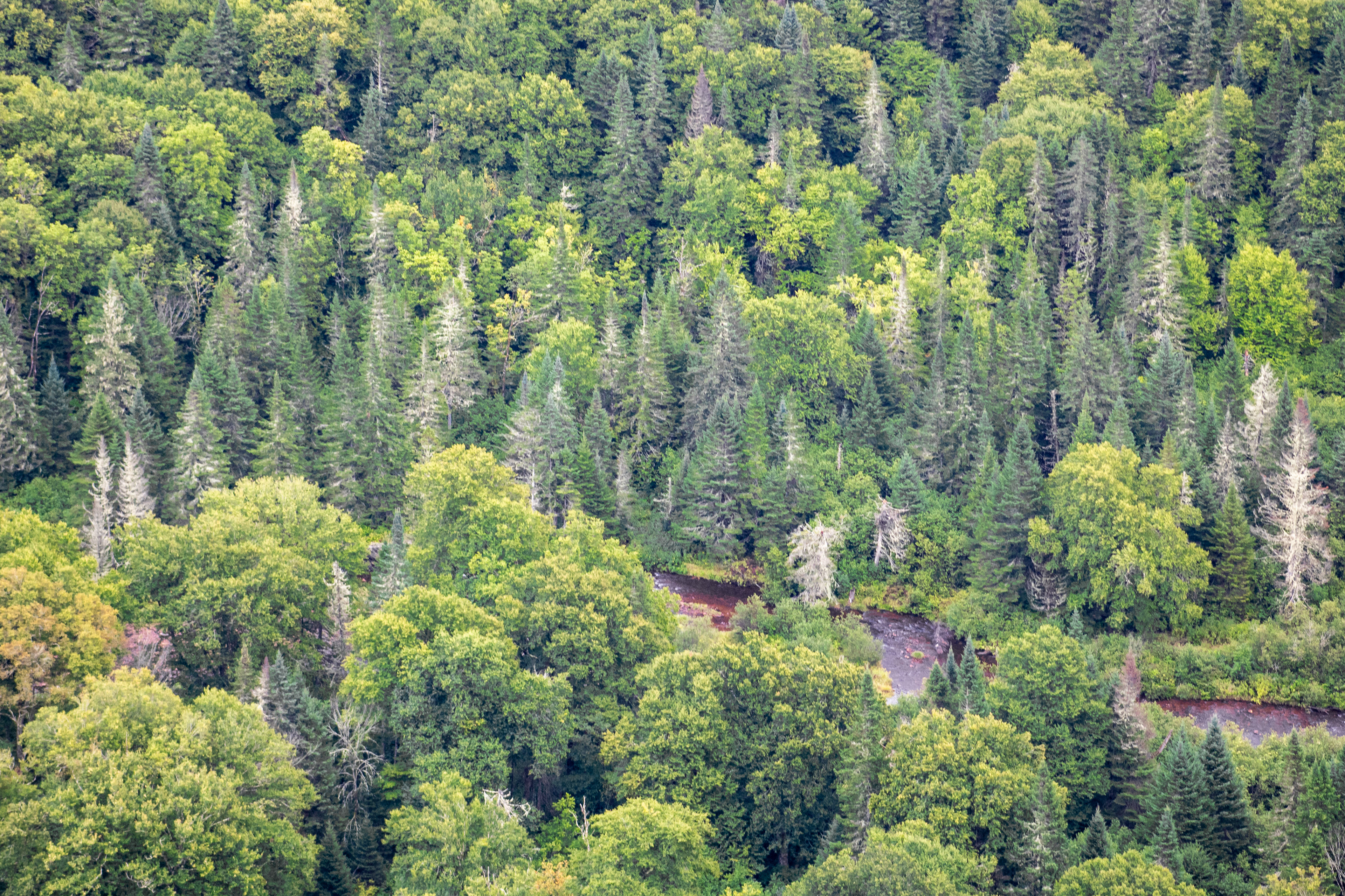 Broccoli Forest| (Jacques Cartier National Park, Canada)