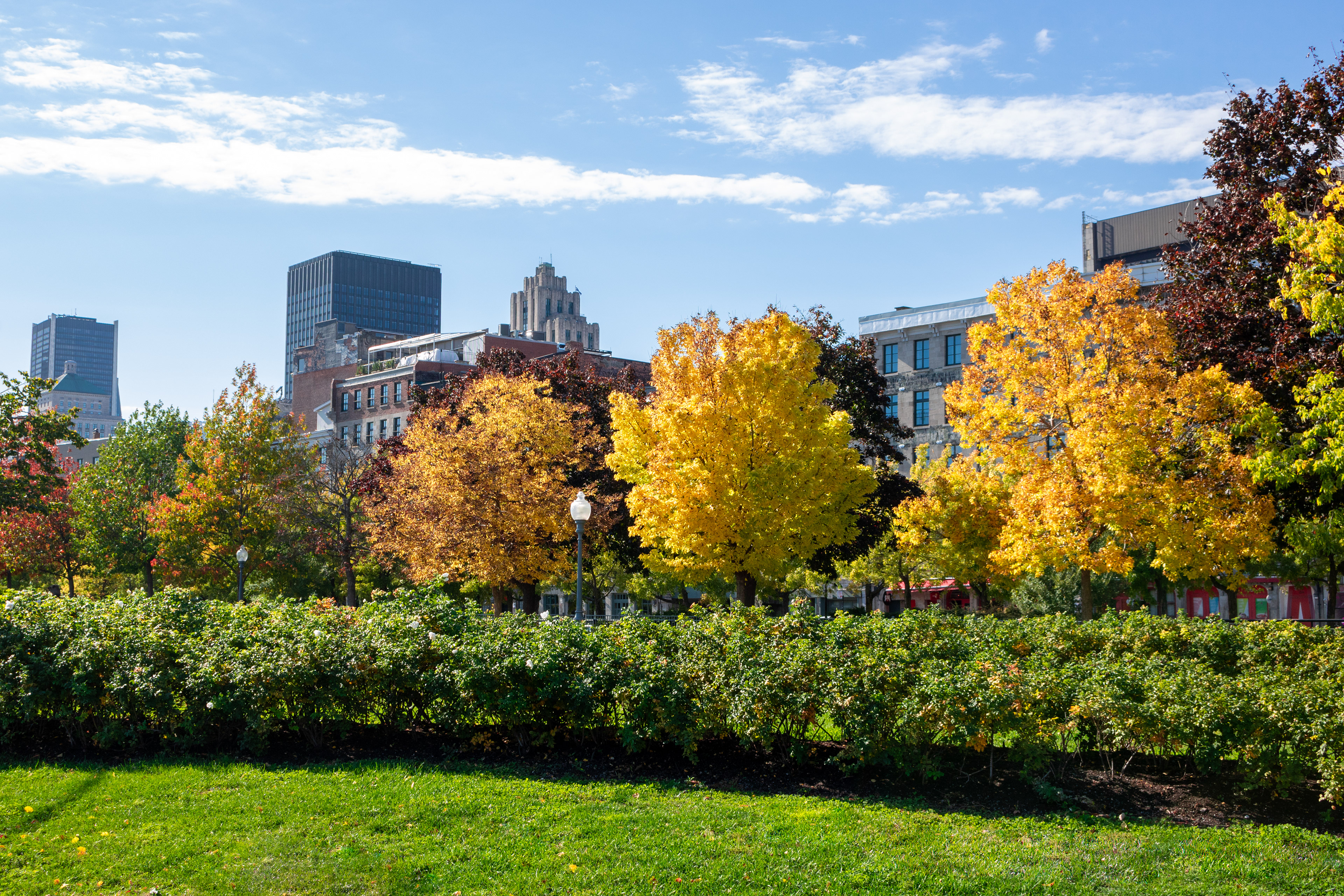 Golden Greenery | (Montreal, Canada)