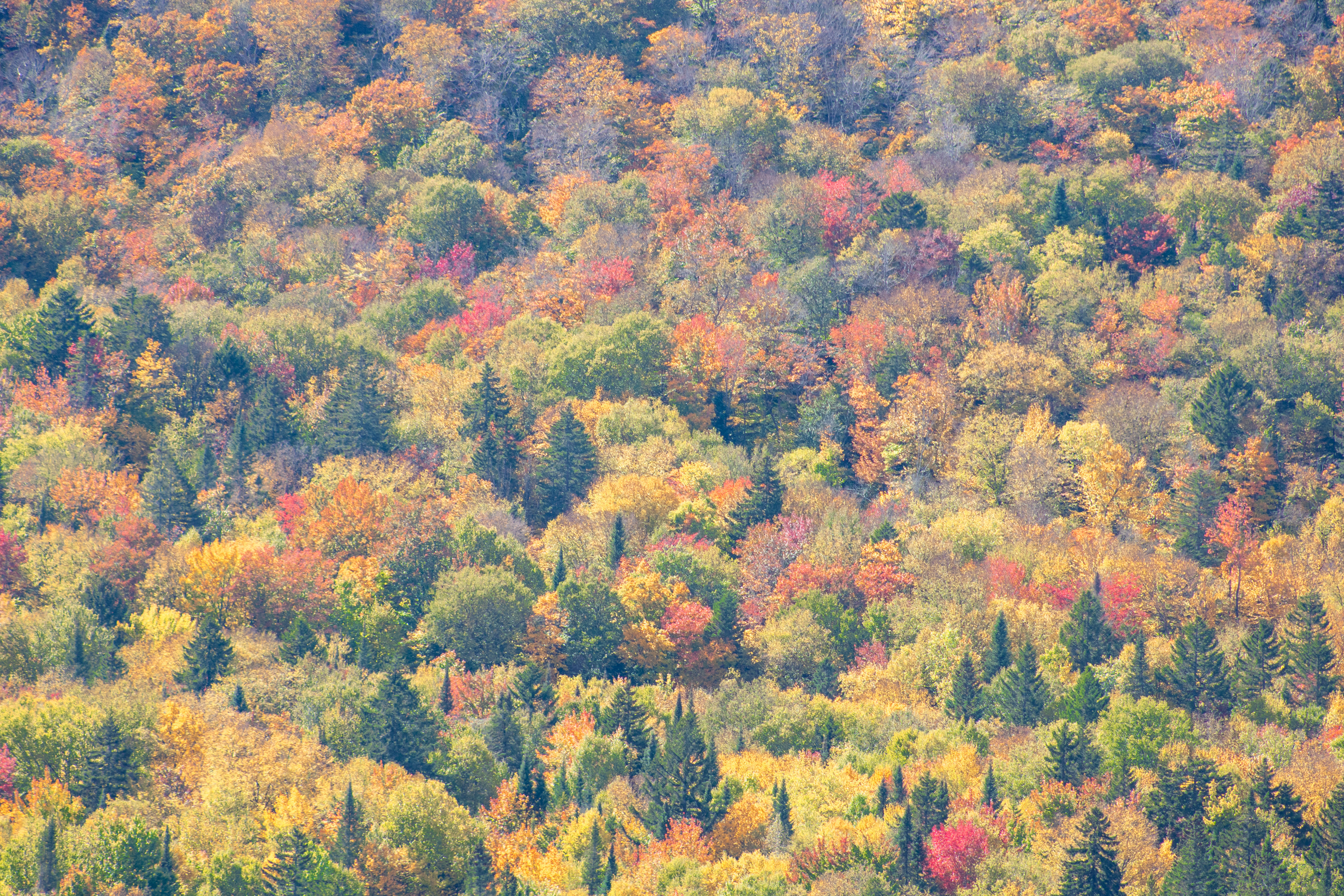 Full-Screen | (Parc National du Mont-Tremblant)
