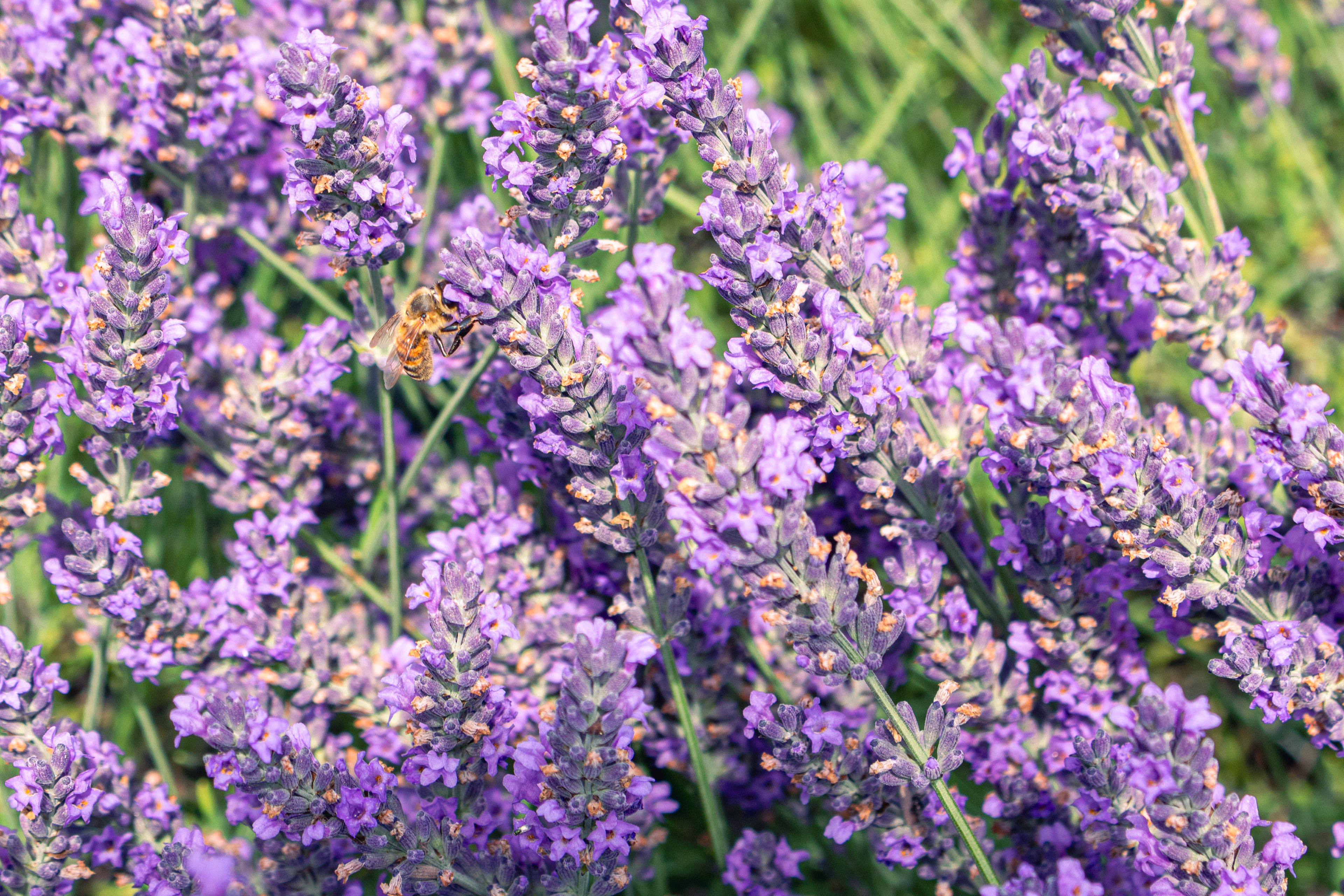 Bee's Breakfast | (Bleu Lavande)