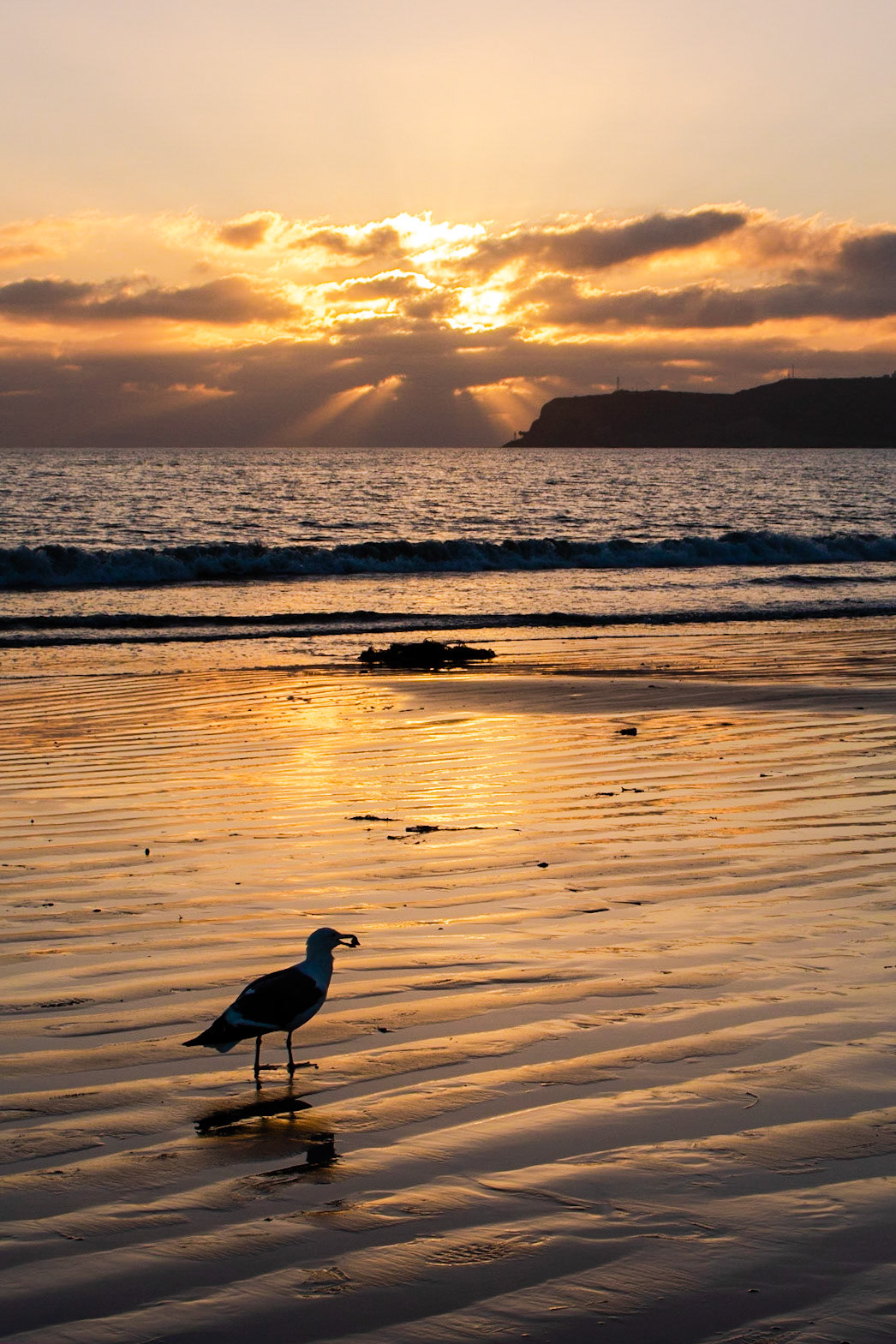Open Wide | (Coronado Beach)