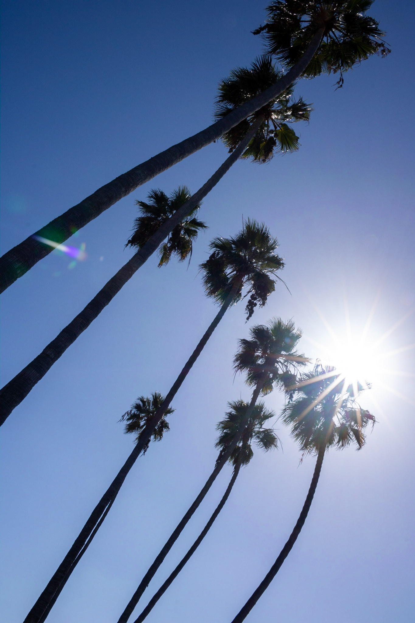 Palm Party