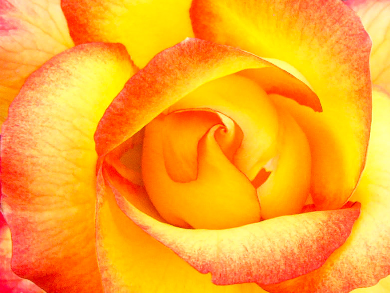 Floral Fire