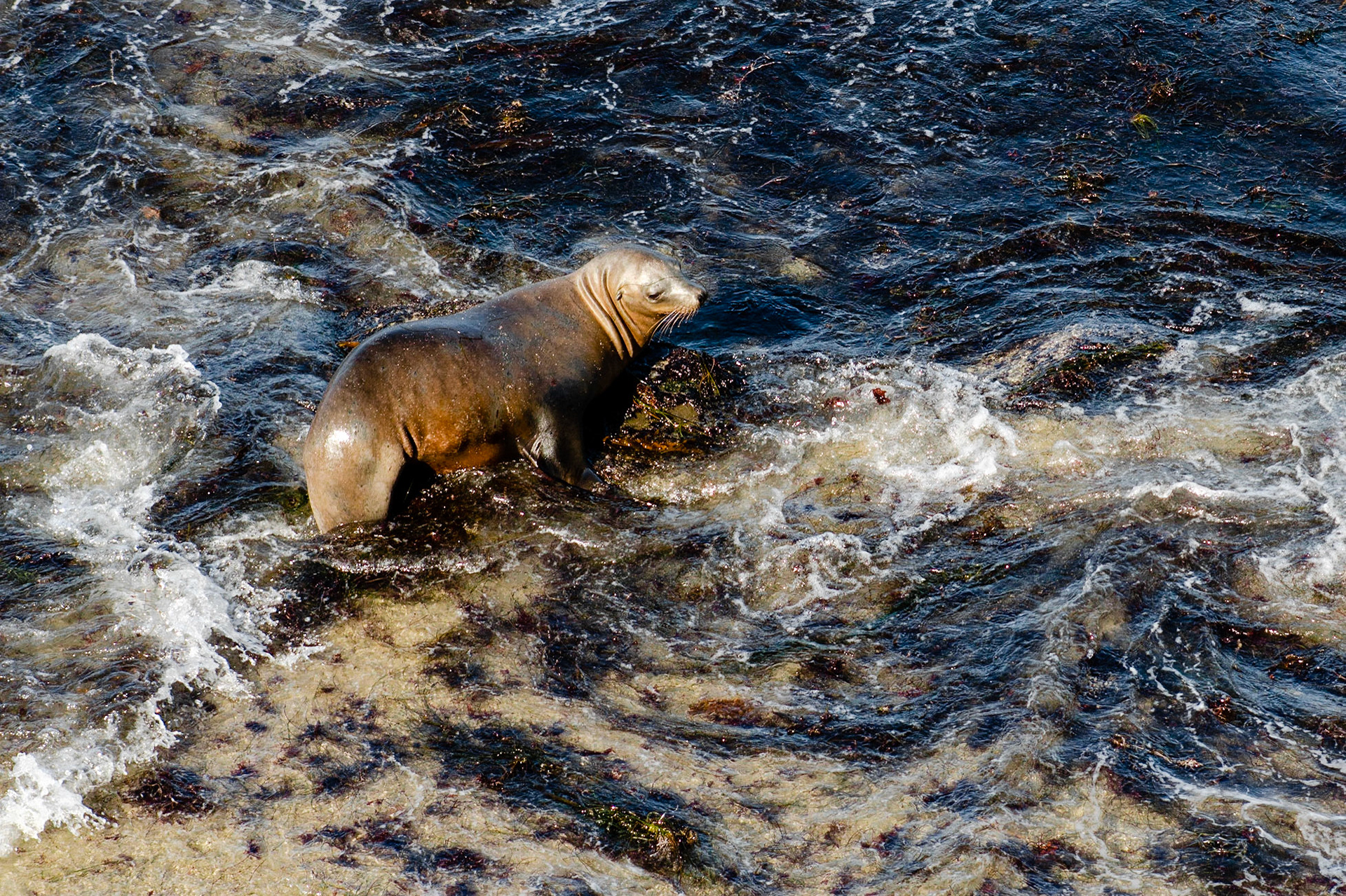 Pose | (La Jolla Cove)