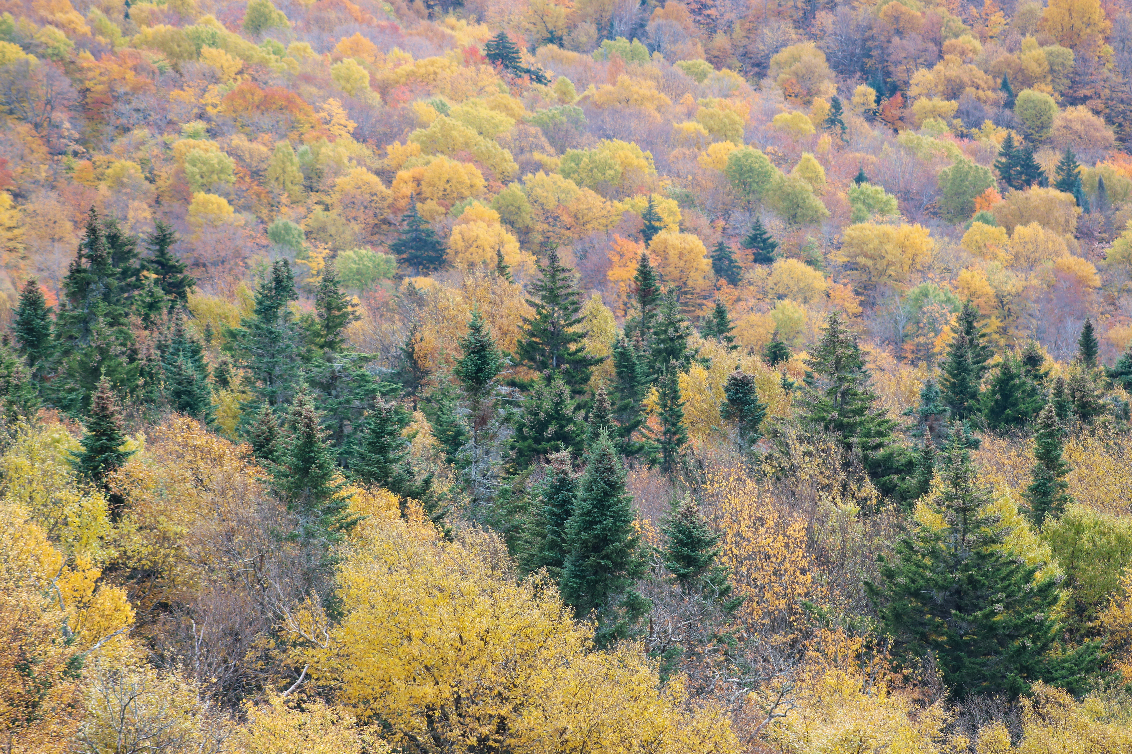 Fall Foliage | (Sutton, Canada)