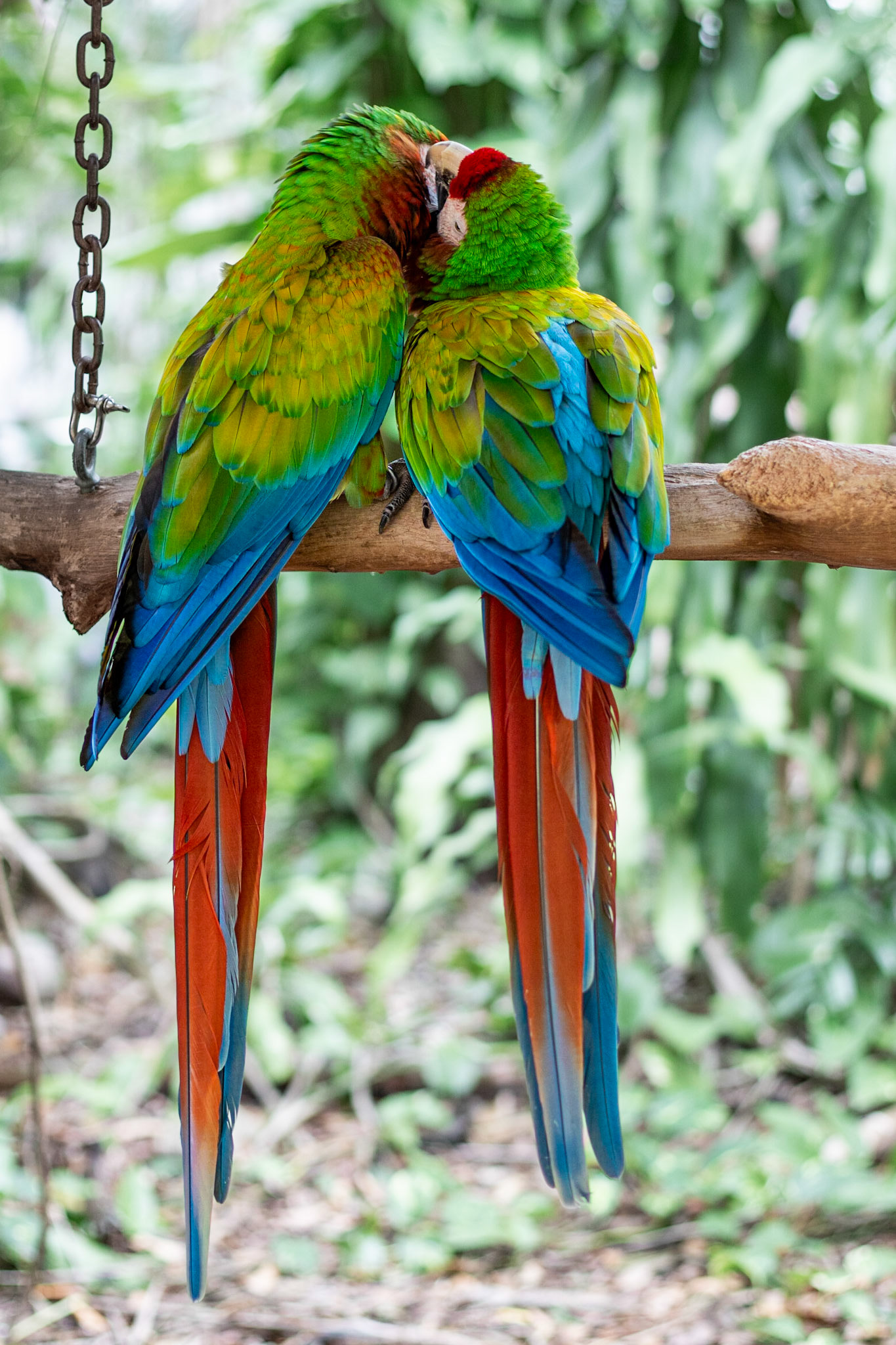 Lovebirds | (Jungle Island)