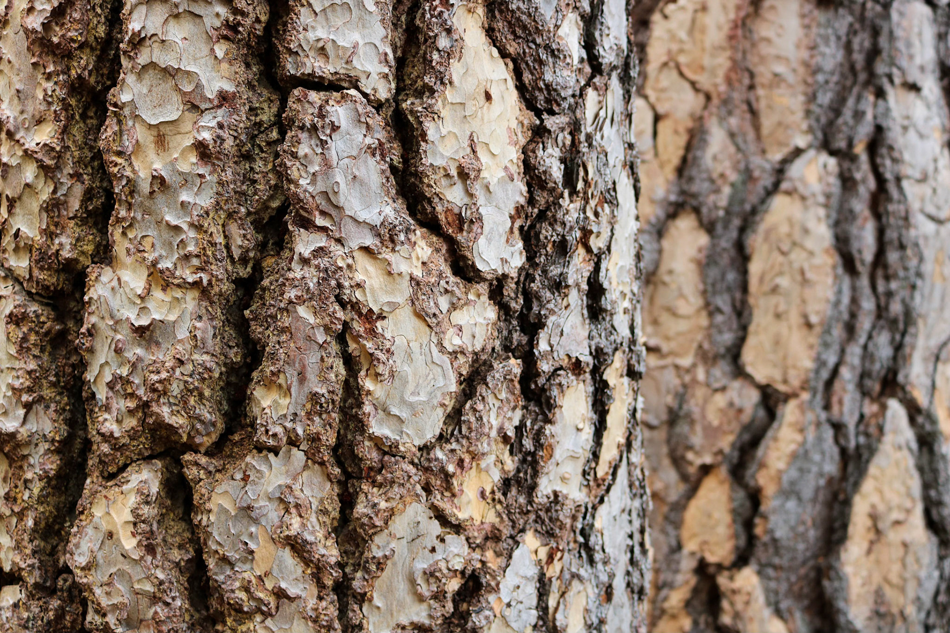 Bark
