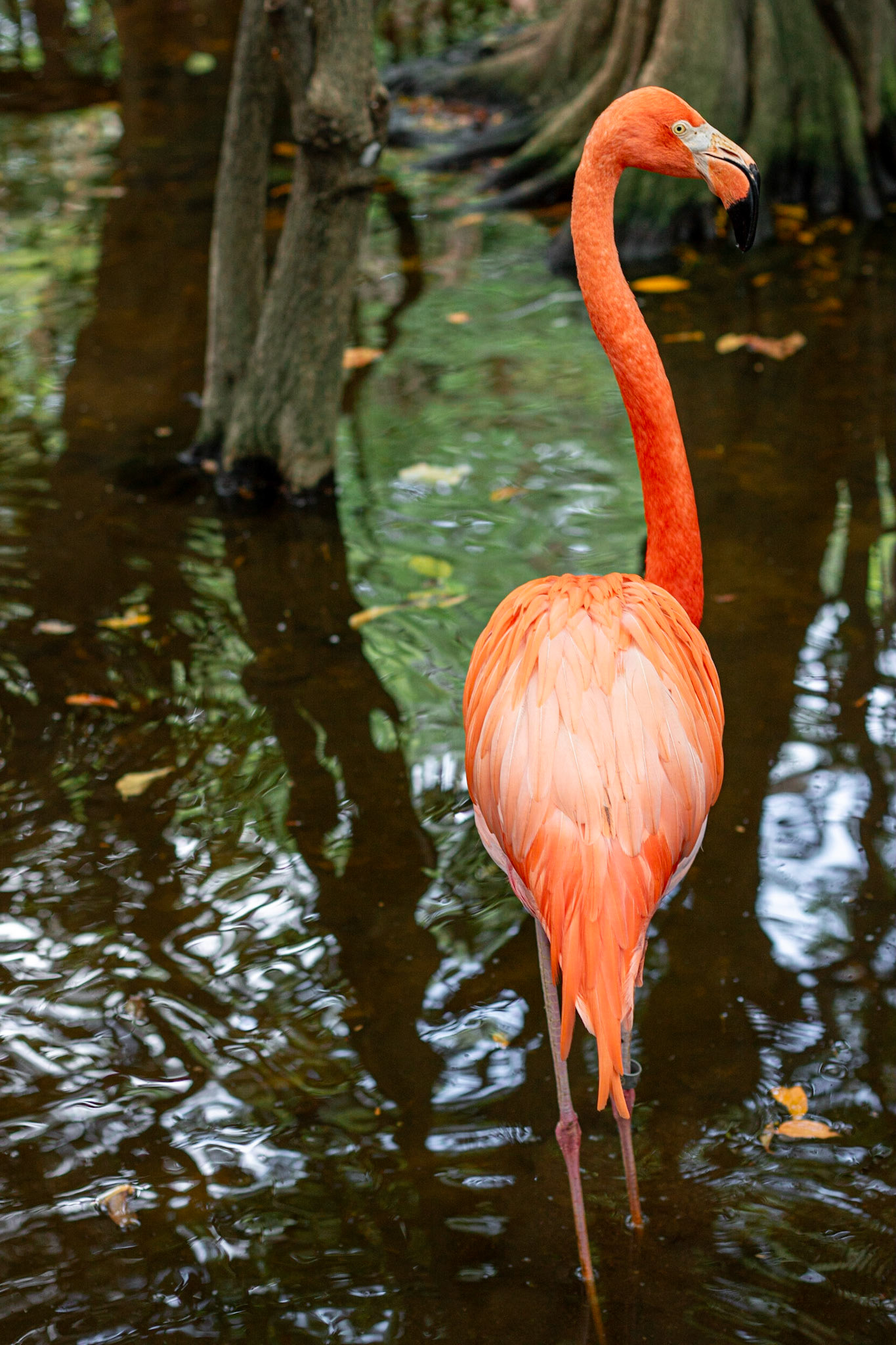 Who, me? | (Jungle Island)