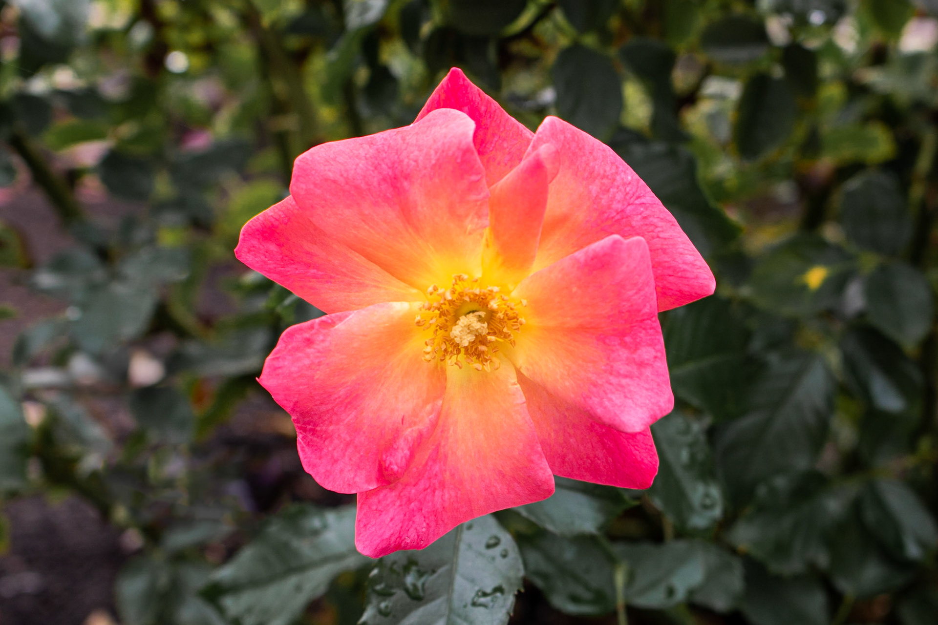 Bright Bloom | (Balboa Park Rose Garden)
