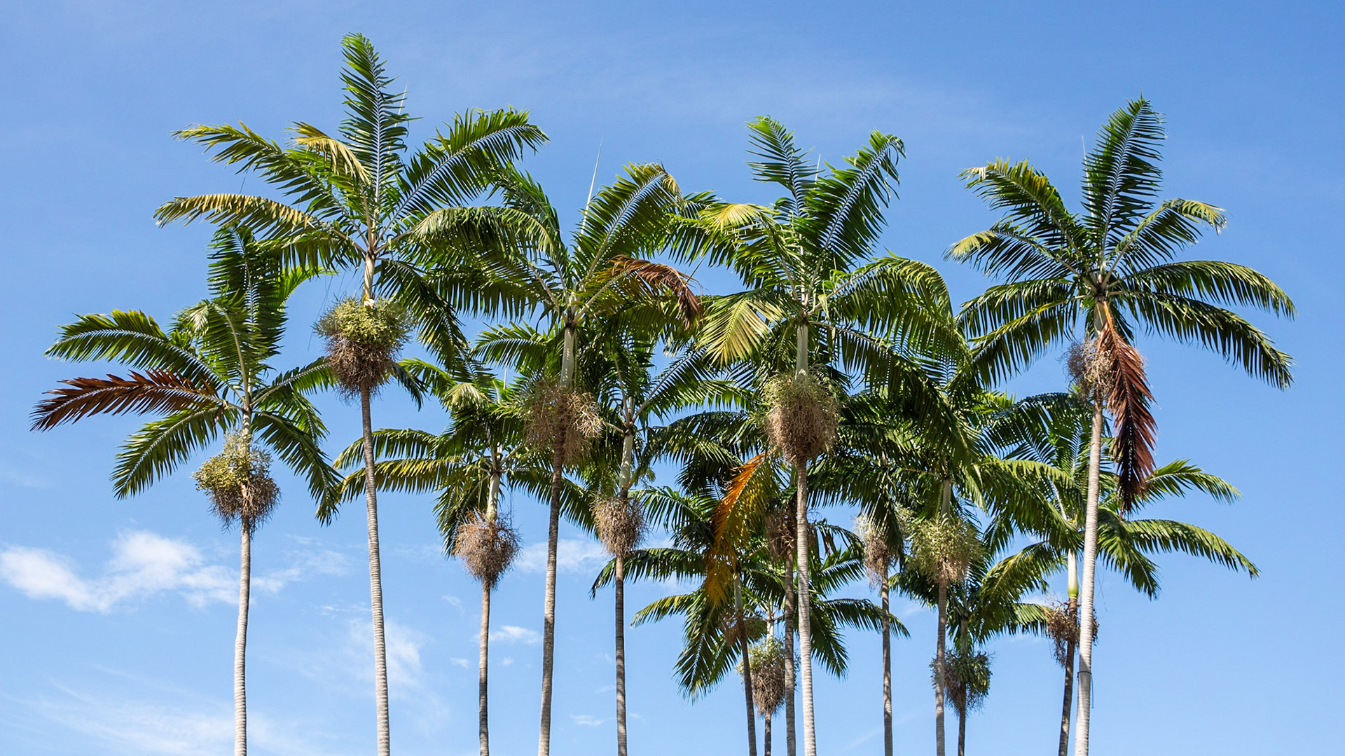 Palm Party | (Bayfront Park)