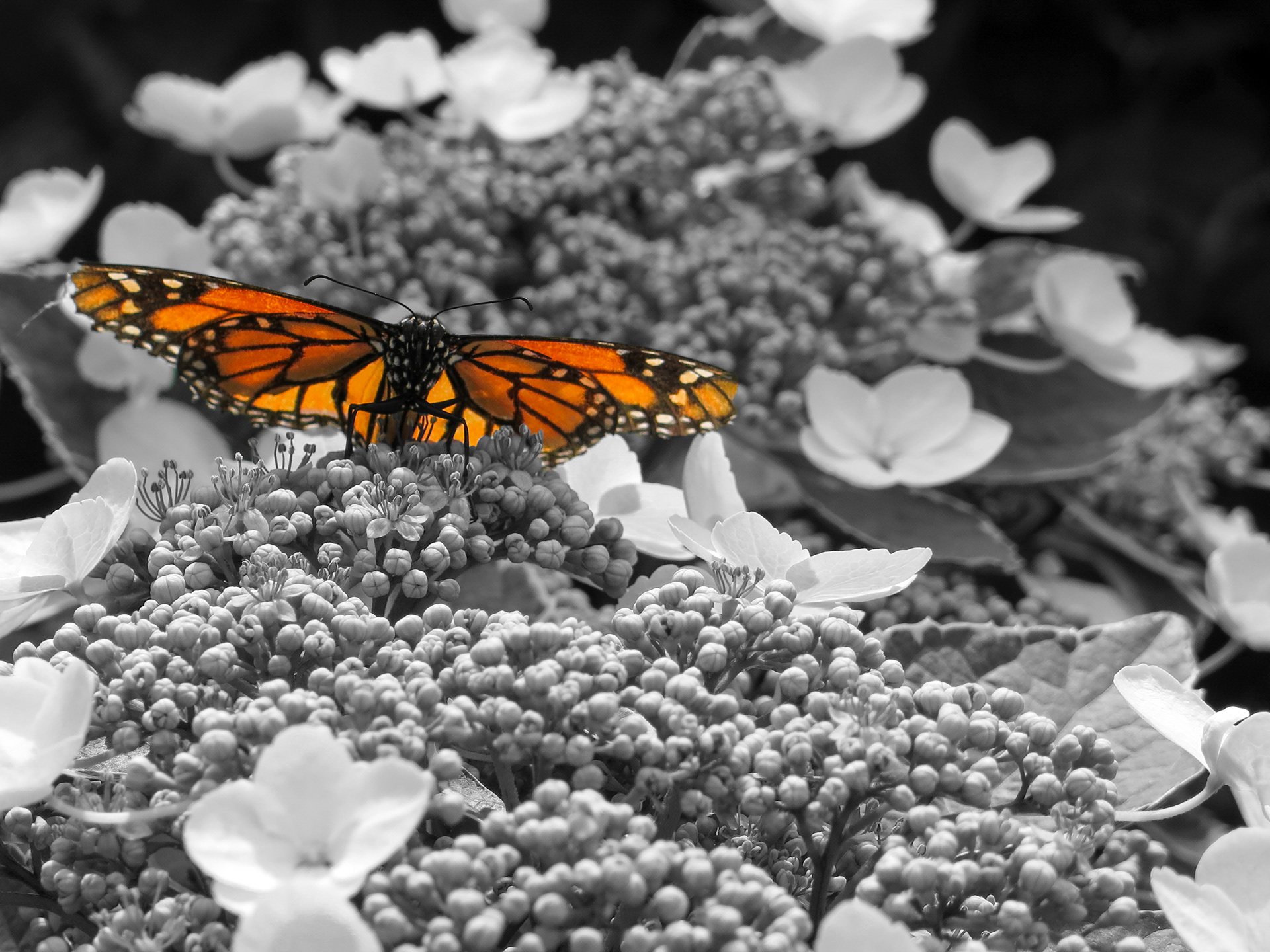 Monarch | (Montreal, Canada)