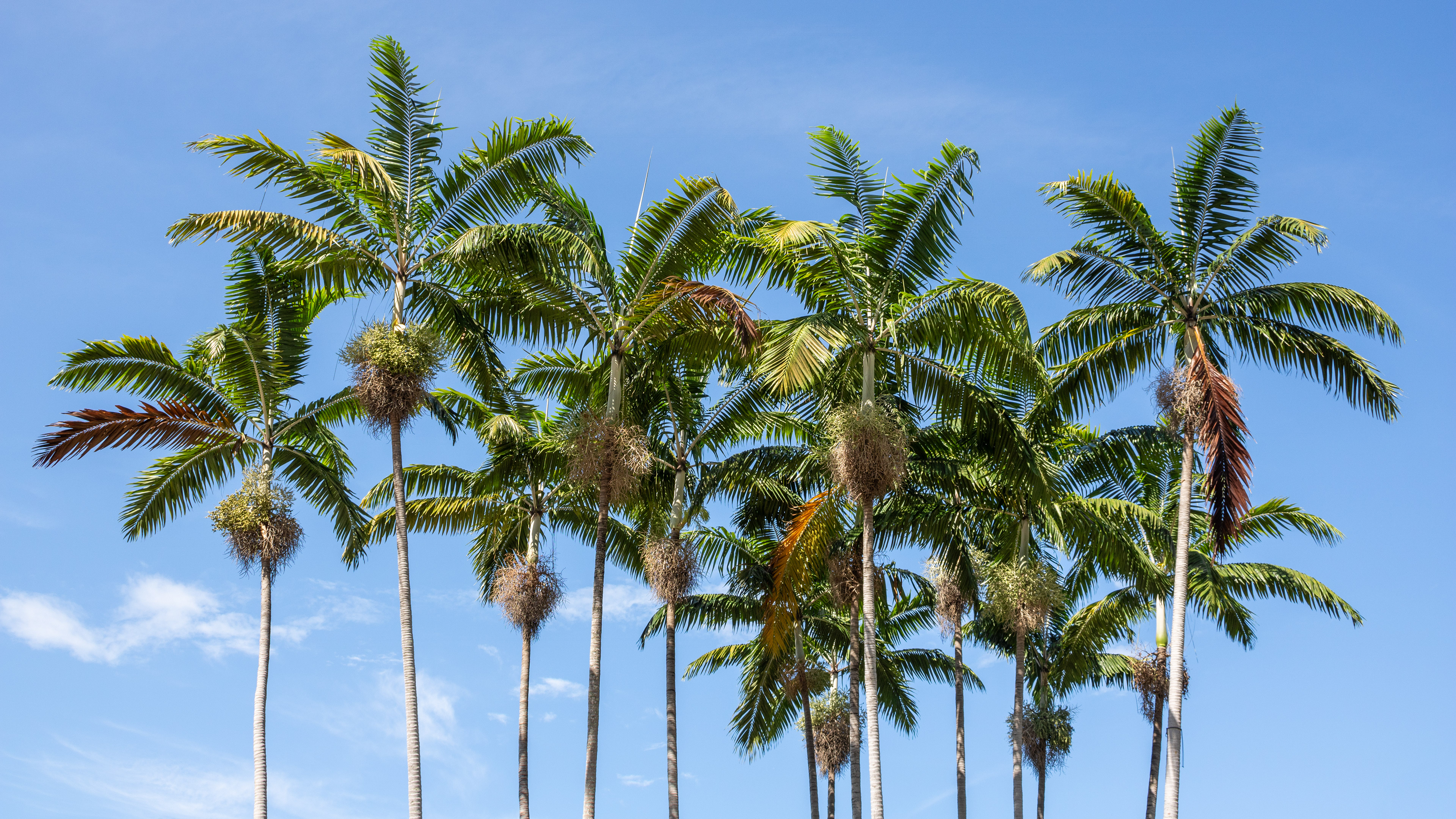Palm Party | (Miami, USA)