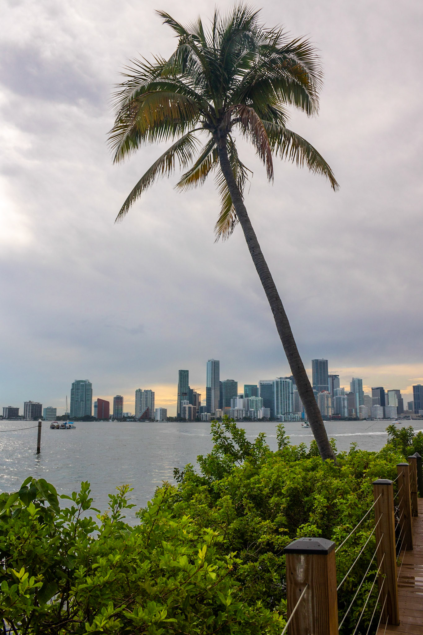 Palm-brella | (Rusty Pelican Restaurant)