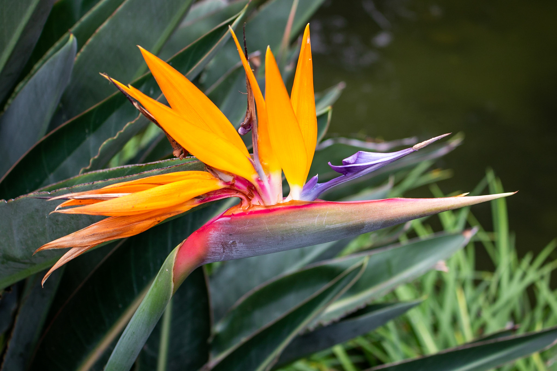 Bright Bird | (Seaport Village)