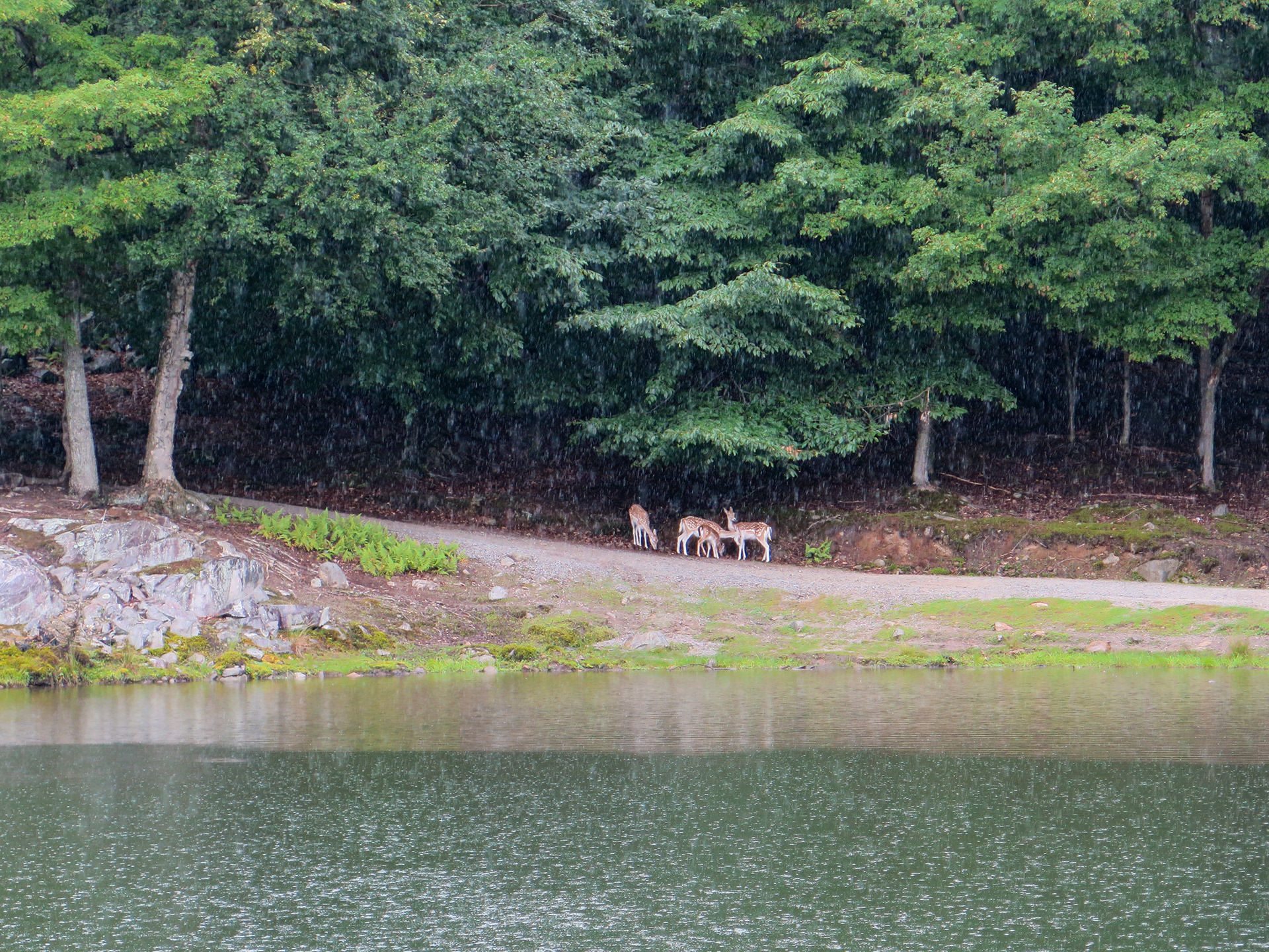 Take Cover | (Parc Omega, Canada)