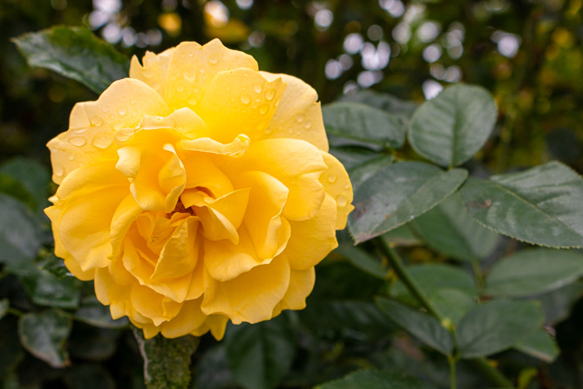 After the Rain | (Balboa Park Rose Garden)