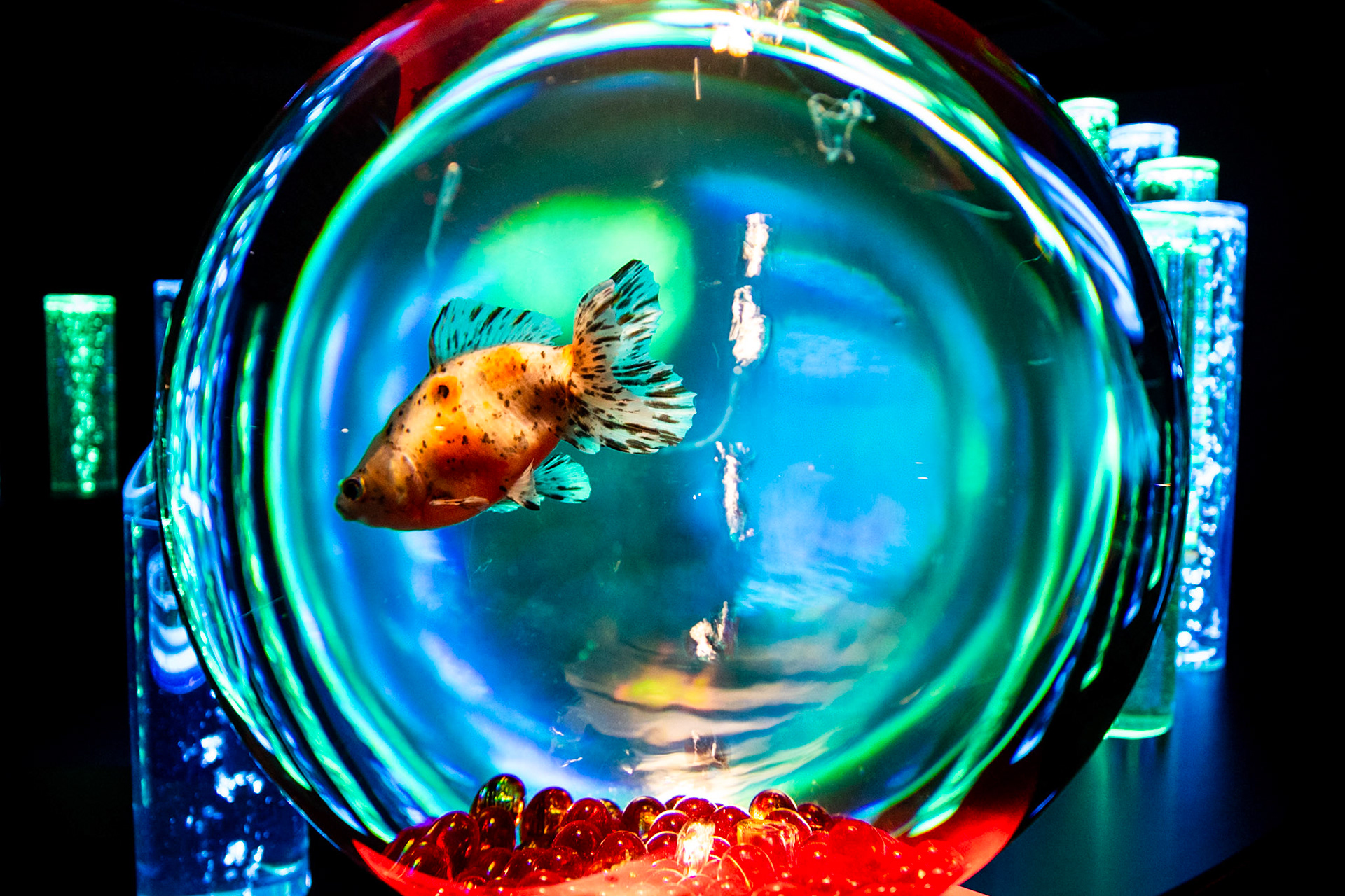 Disco Ball | (Art Aquarium)