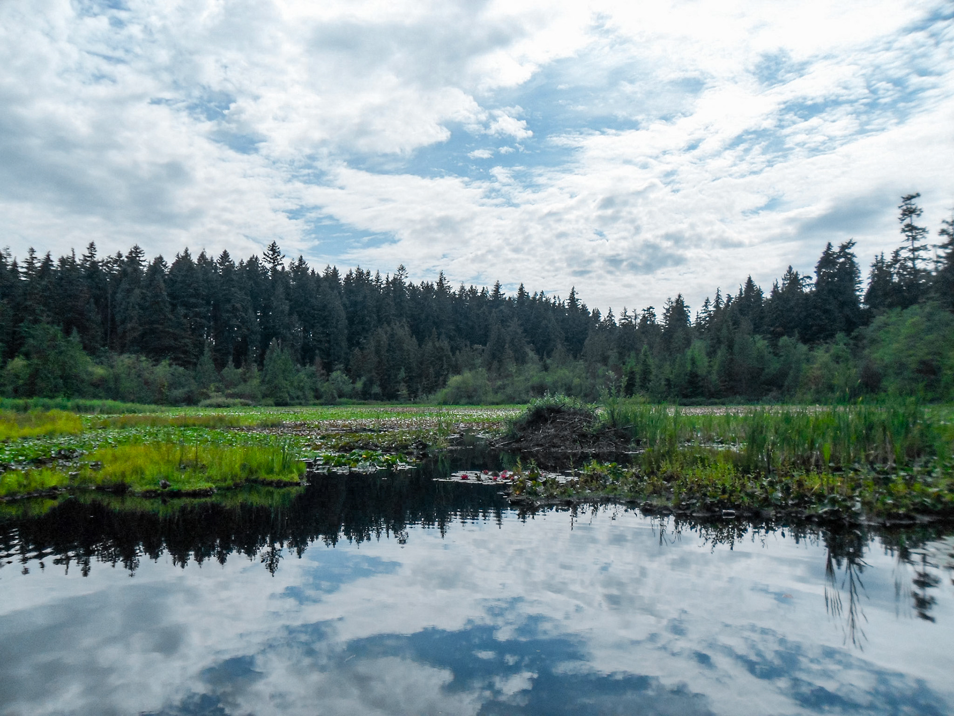 Treeflection | (Stanley Park)