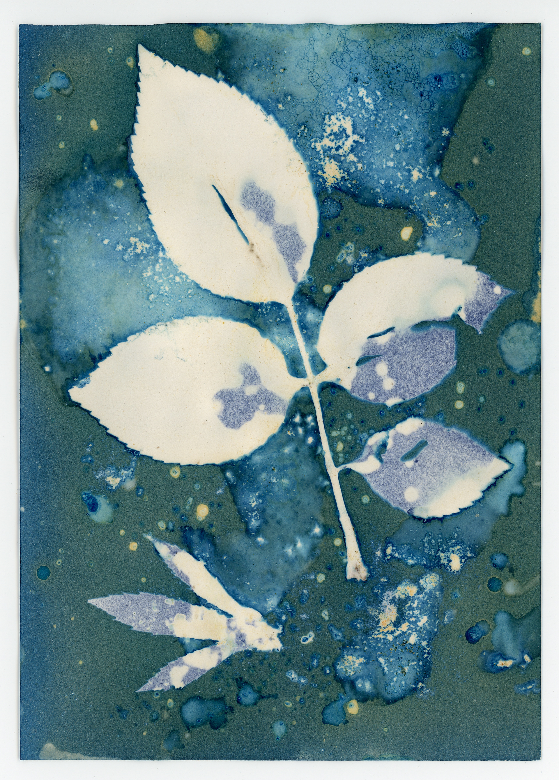 Wet Cyanotype (Dry Flowers)