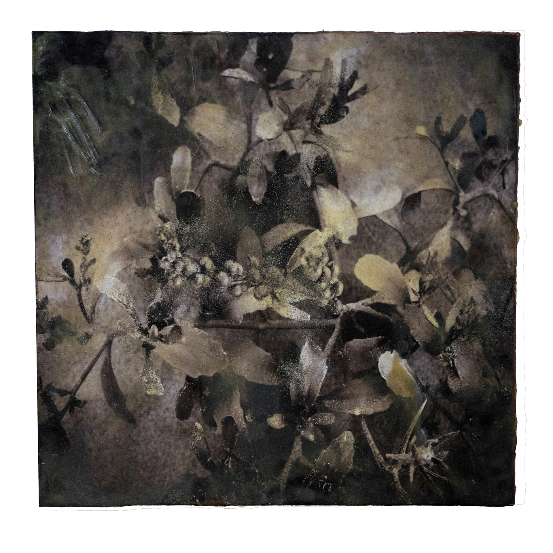 Sand Verbena