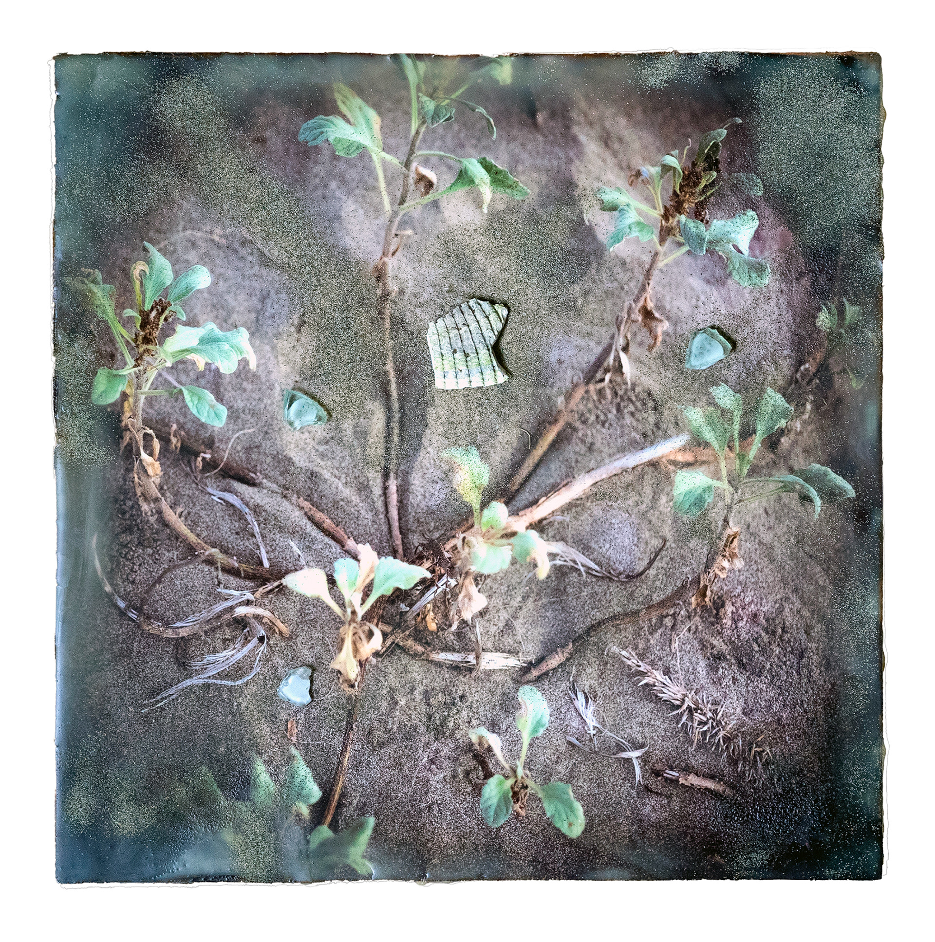 American Sea Rocket