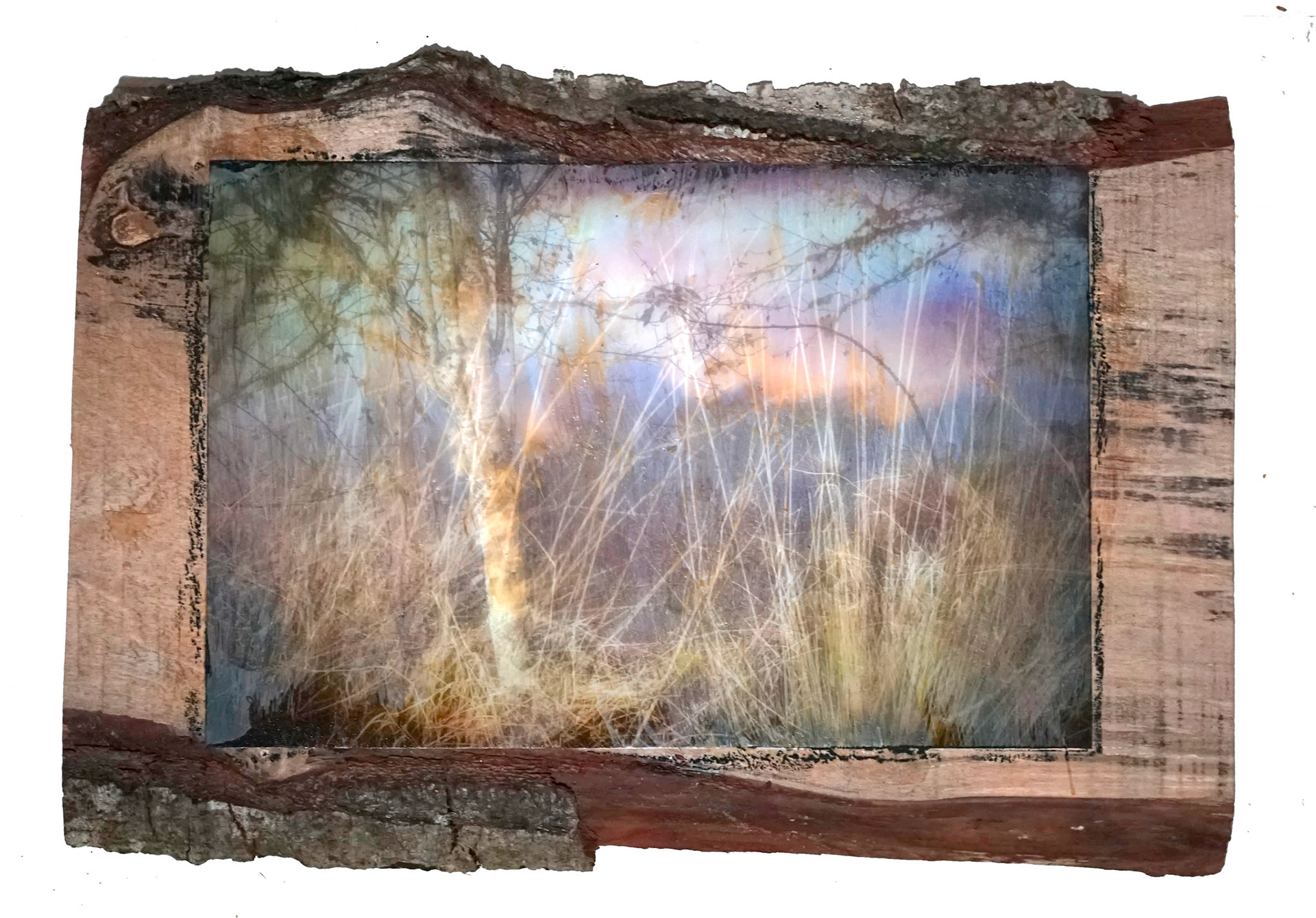 dune grass 3