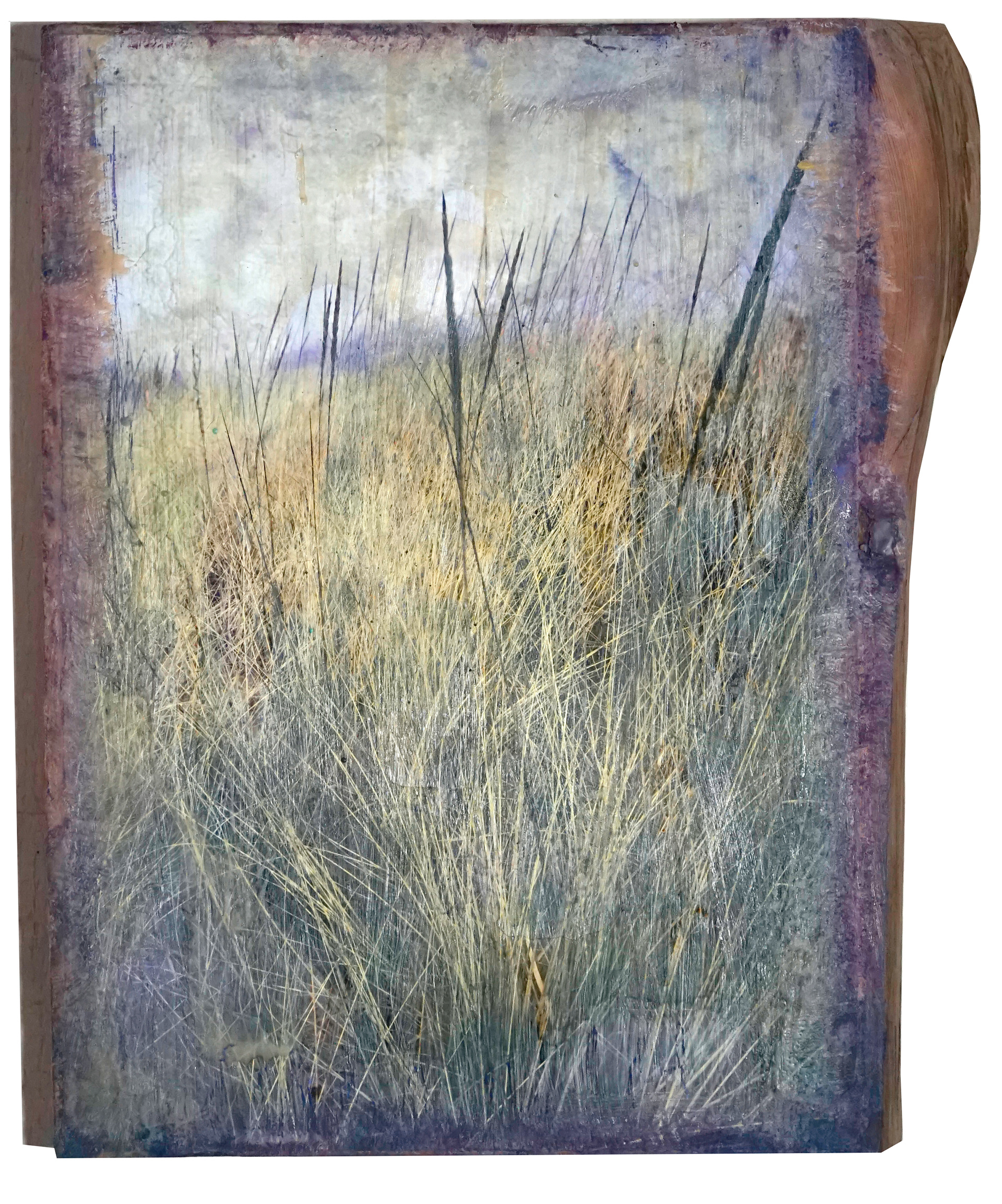 dune grass 1