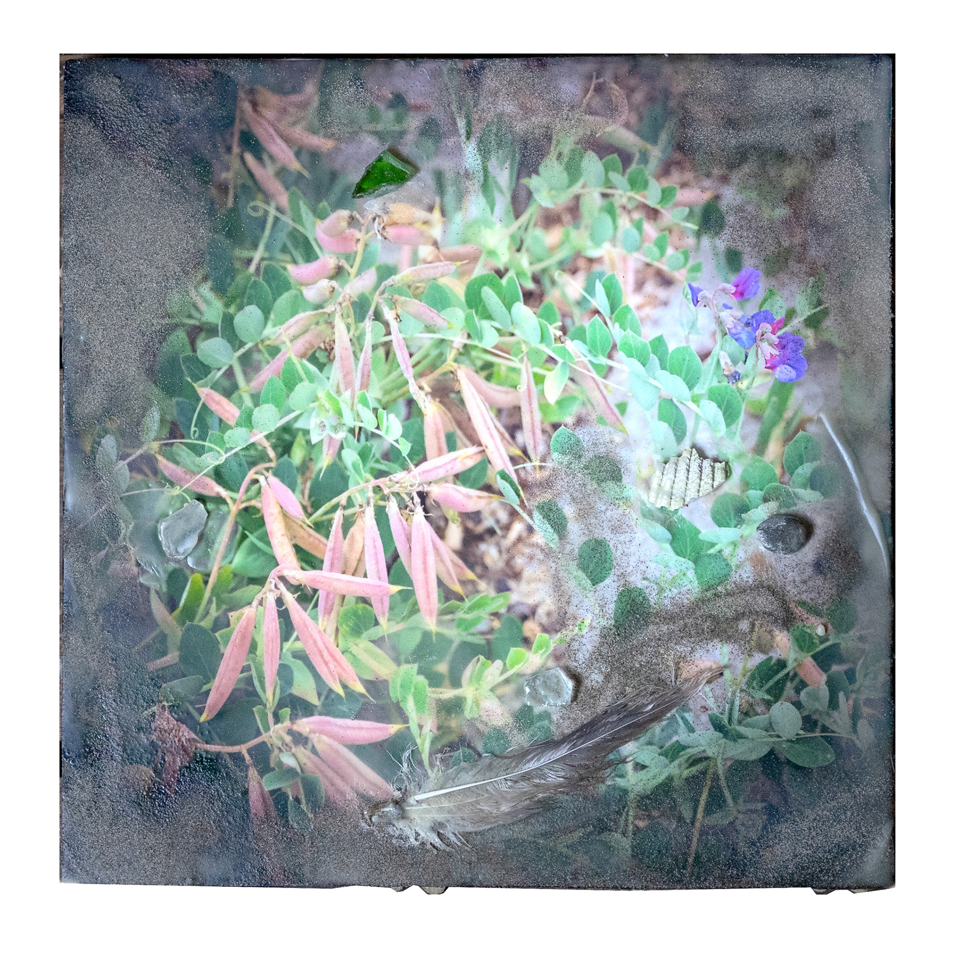 Sea Peas