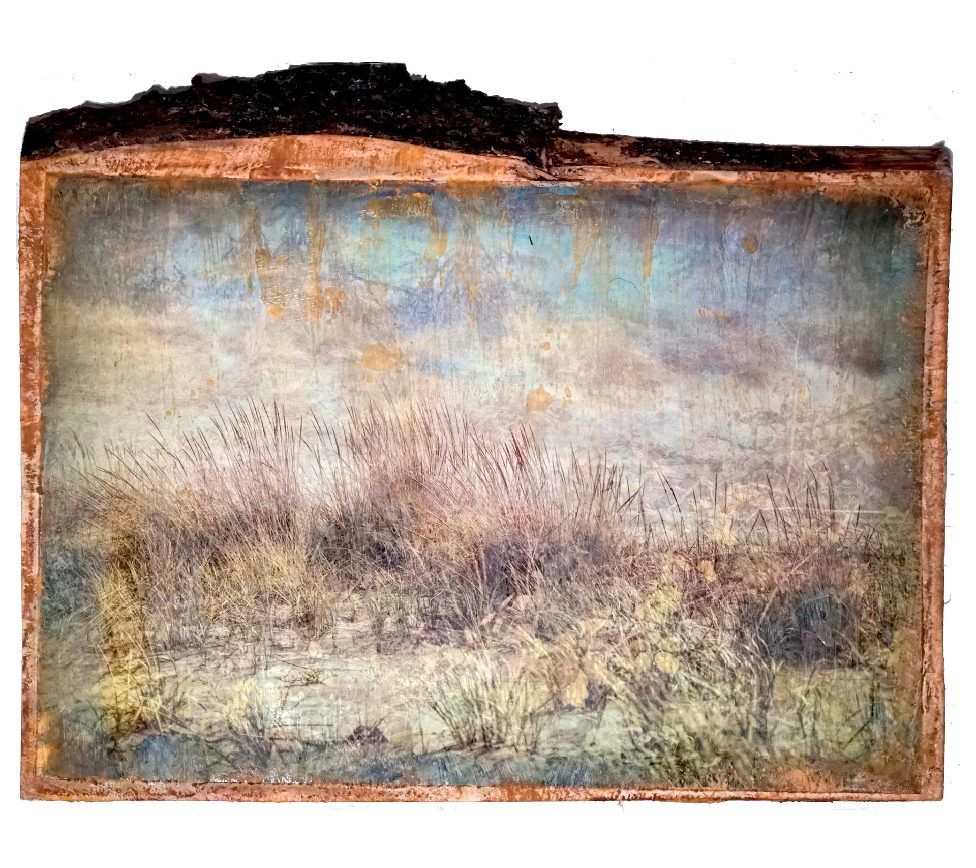 dune grass 7
